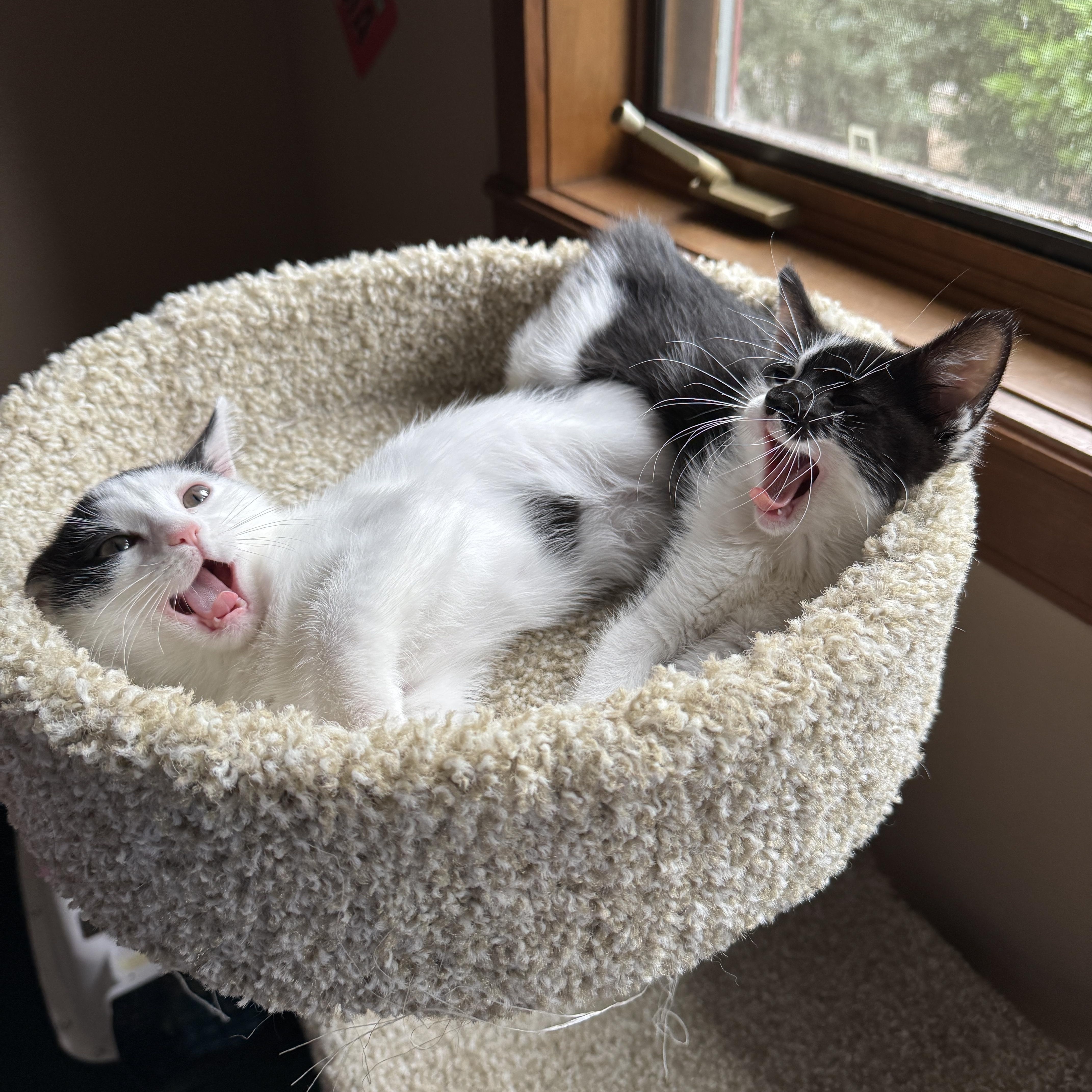 Enlarge Frankie, a Adoptable Tuxedo in Woodinville, WA image 2/3