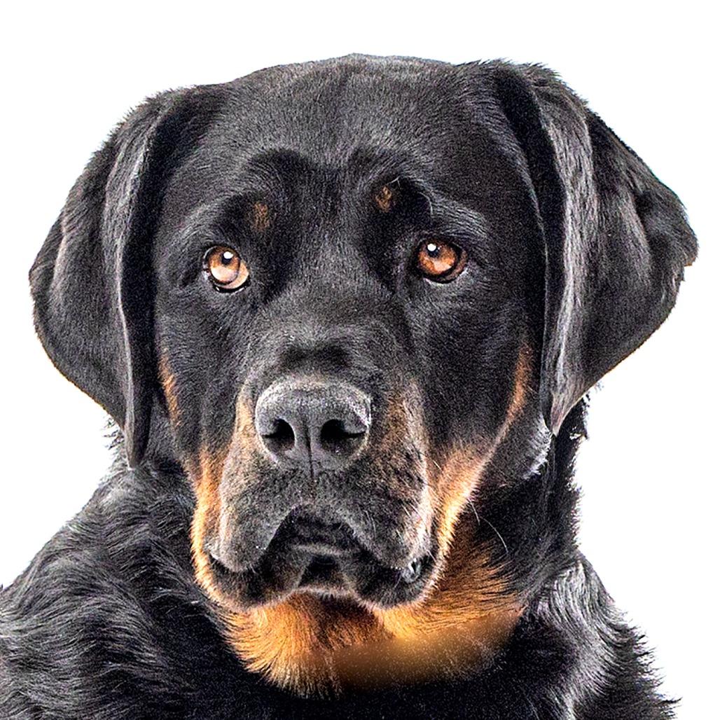 Blake, Adoptable, Adult Female Rottweiler.