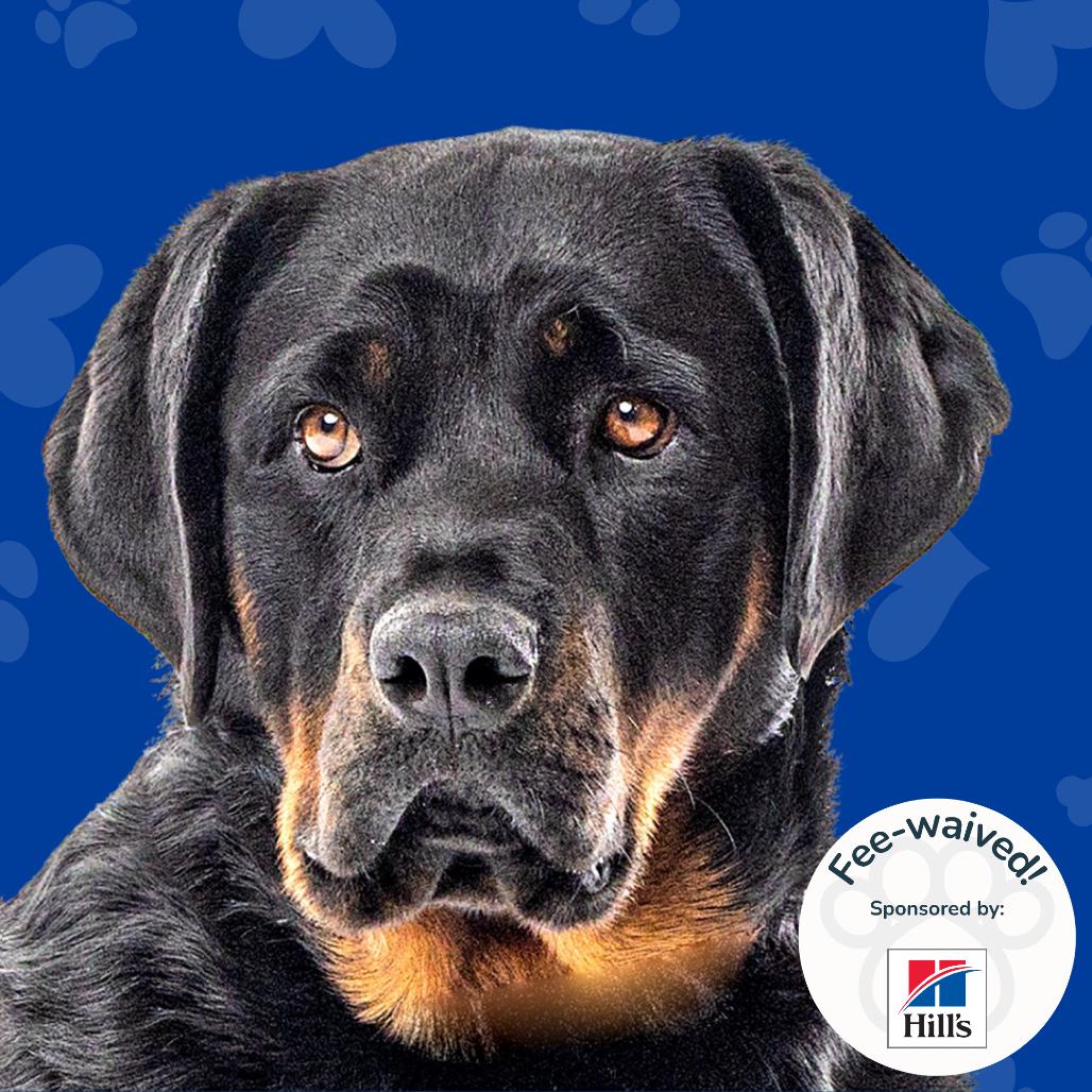 Enlarge Blake, a Adoptable Rottweiler in Reno, NV image 2/5