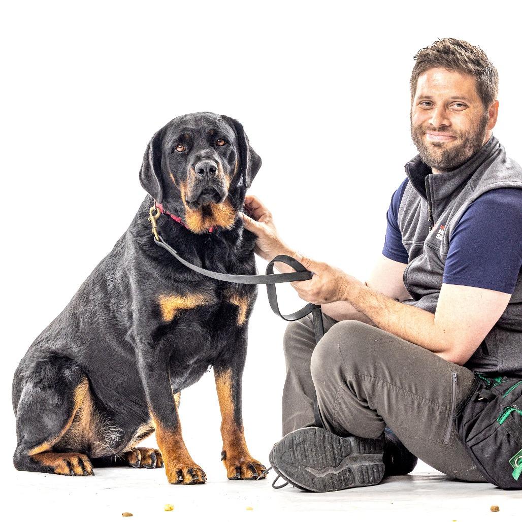 Enlarge Blake, a Adoptable Rottweiler in Reno, NV image 3/5