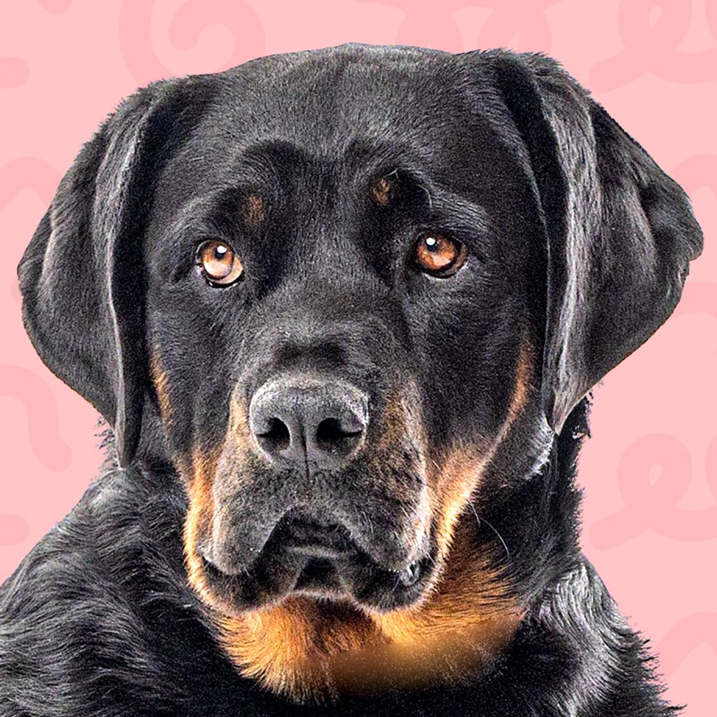 Enlarge Blake, a Adoptable Rottweiler in Reno, NV image 4/5
