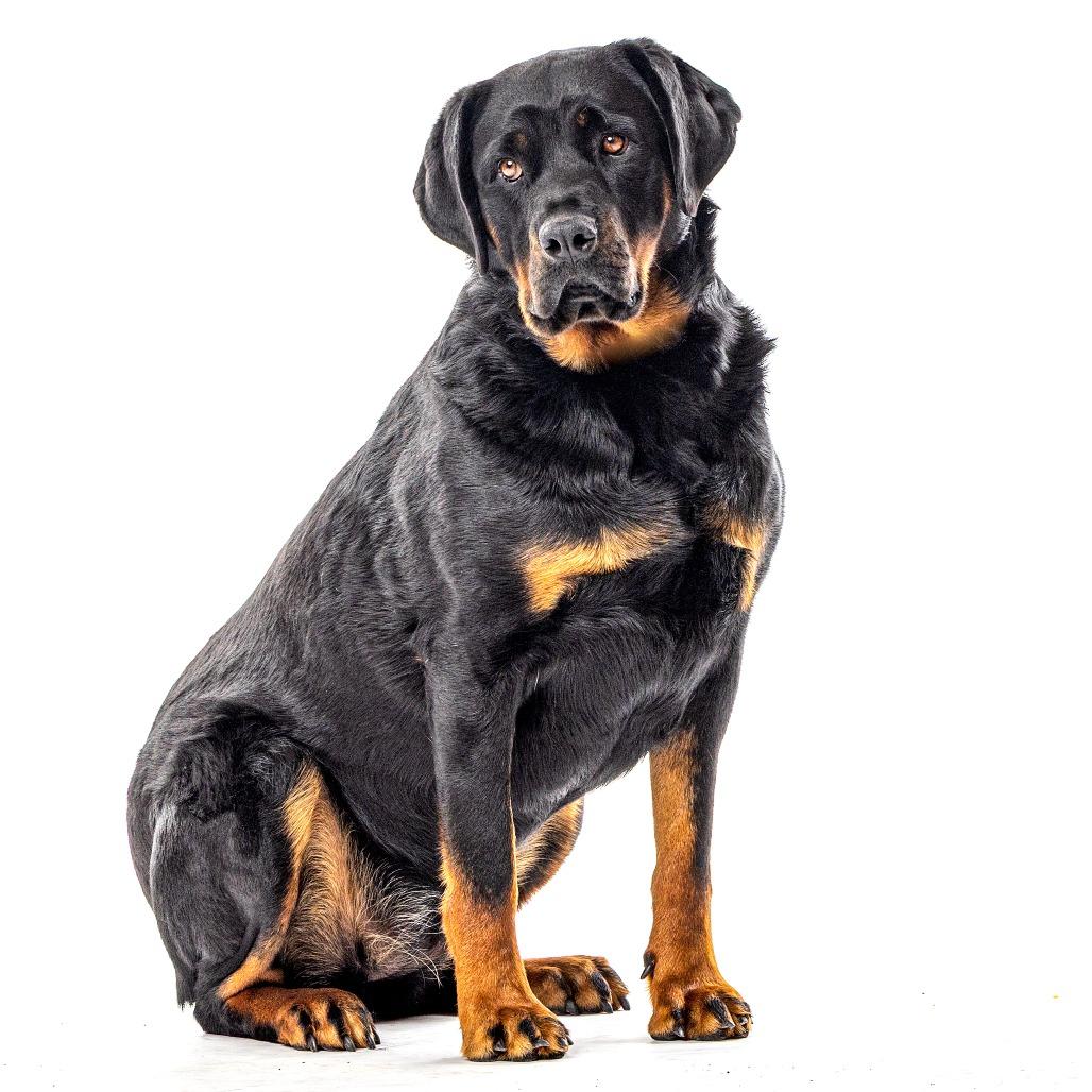 Enlarge Blake, a Adoptable Rottweiler in Reno, NV image 5/5