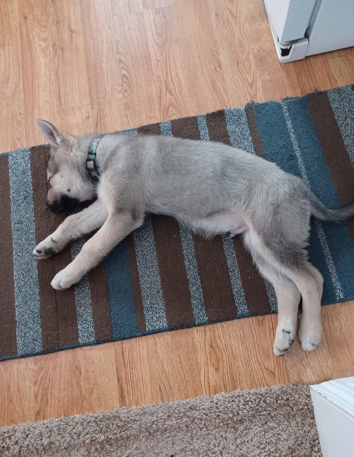 Enlarge Yukon!!, an adopted mixed breed in Celina, OH image 5/5