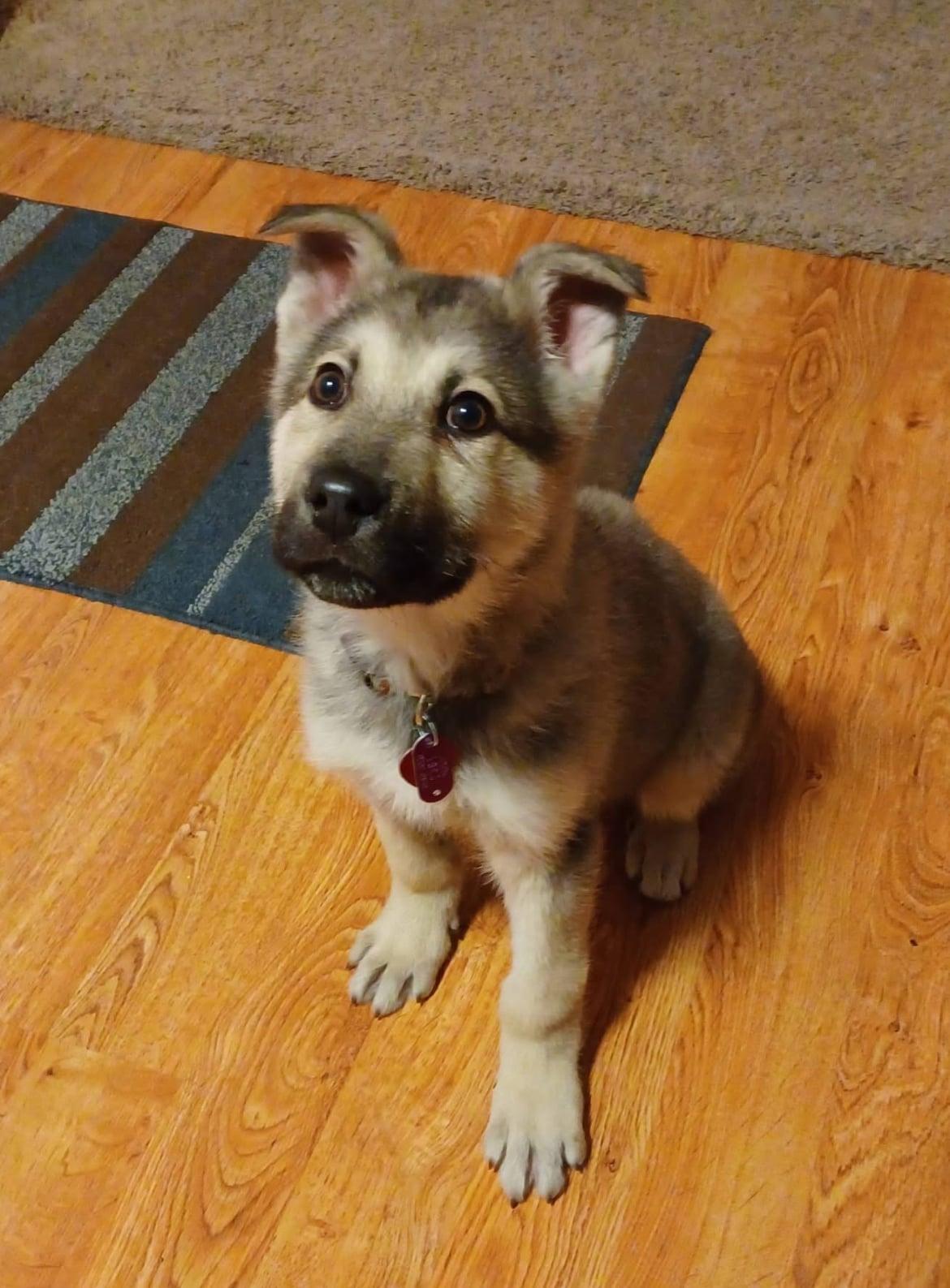 Enlarge Yukon!!, an adopted mixed breed in Celina, OH image 1/5