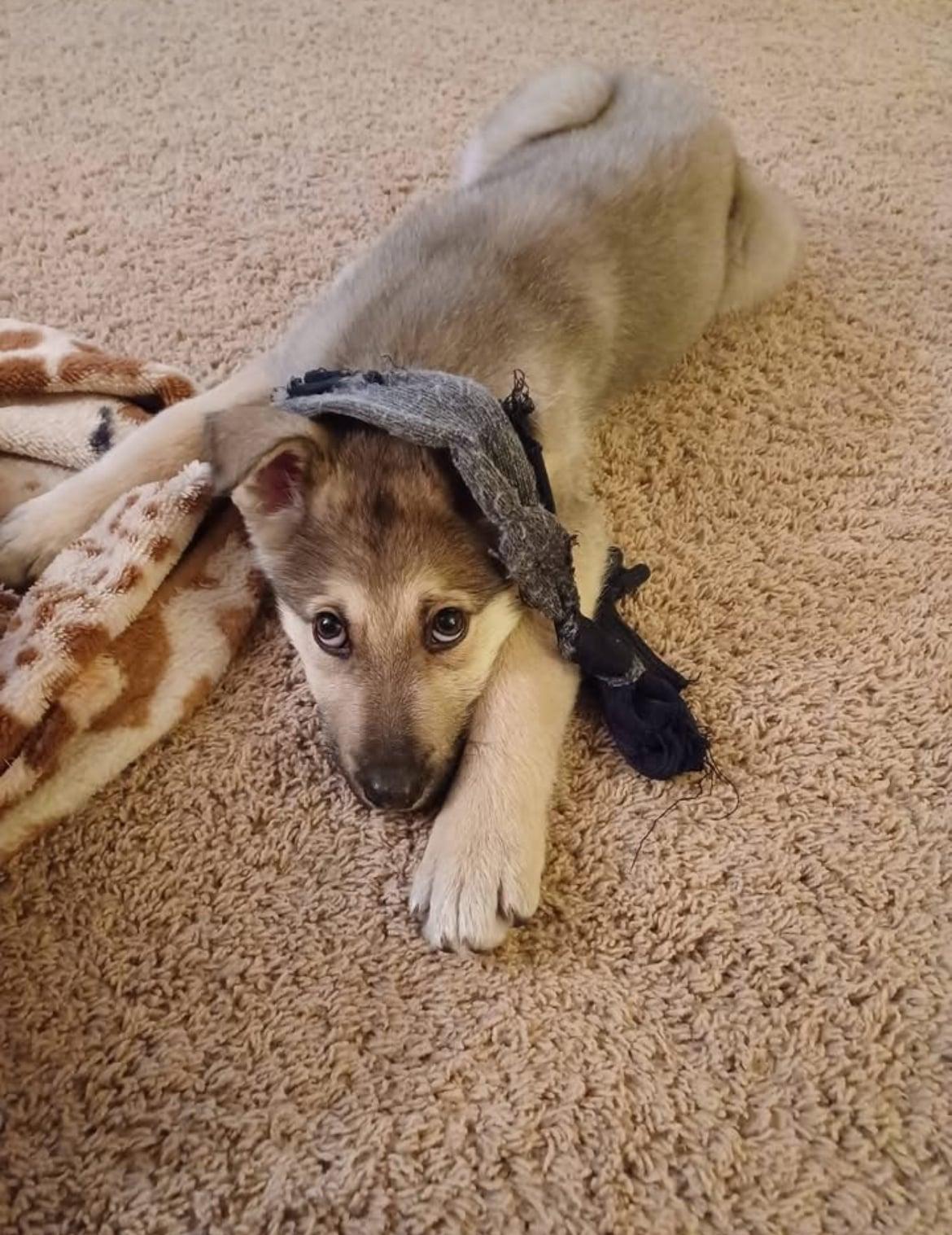 Enlarge Yukon!!, an adopted mixed breed in Celina, OH image 3/5