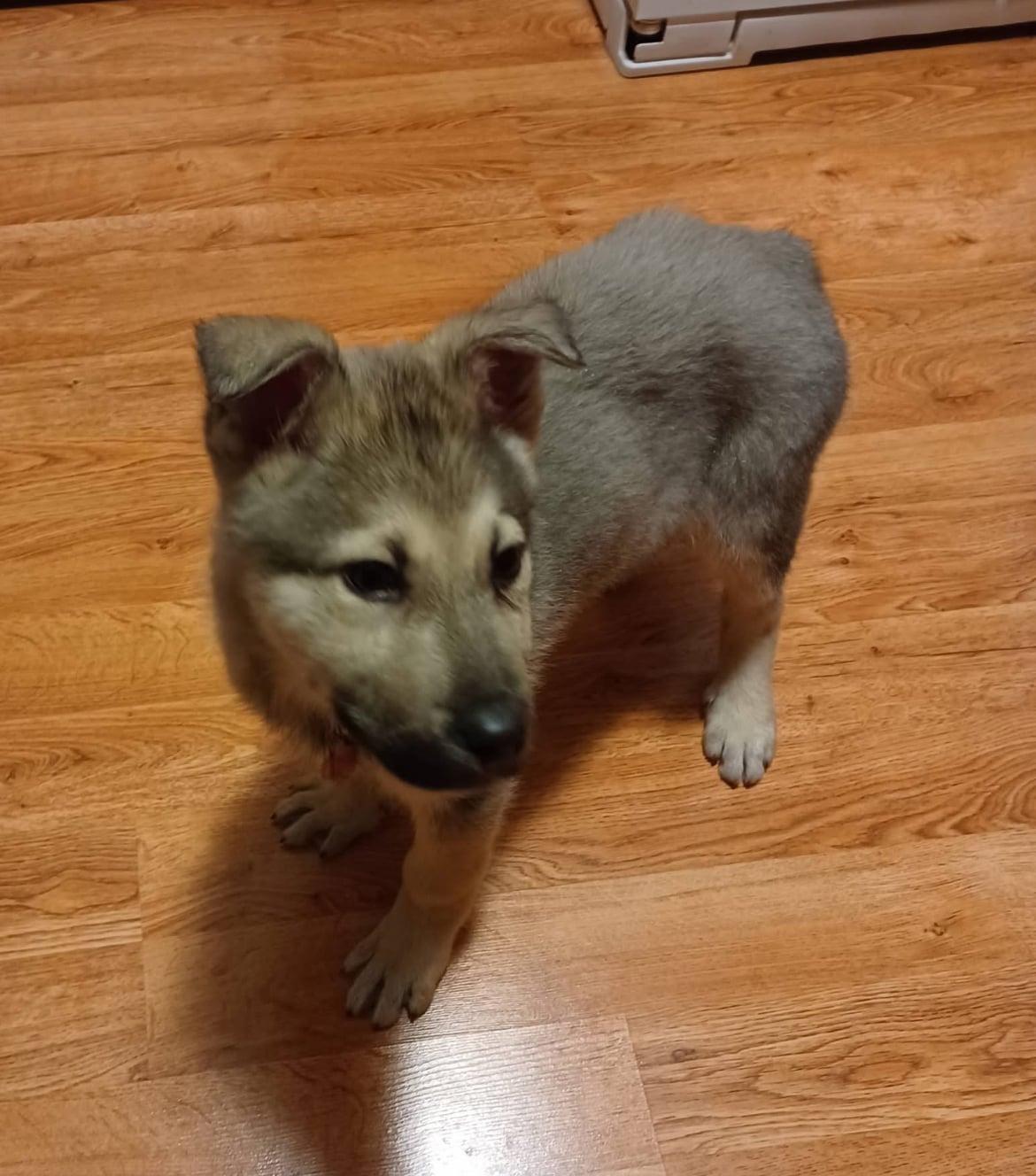 Enlarge Yukon!!, an adopted mixed breed in Celina, OH image 2/5