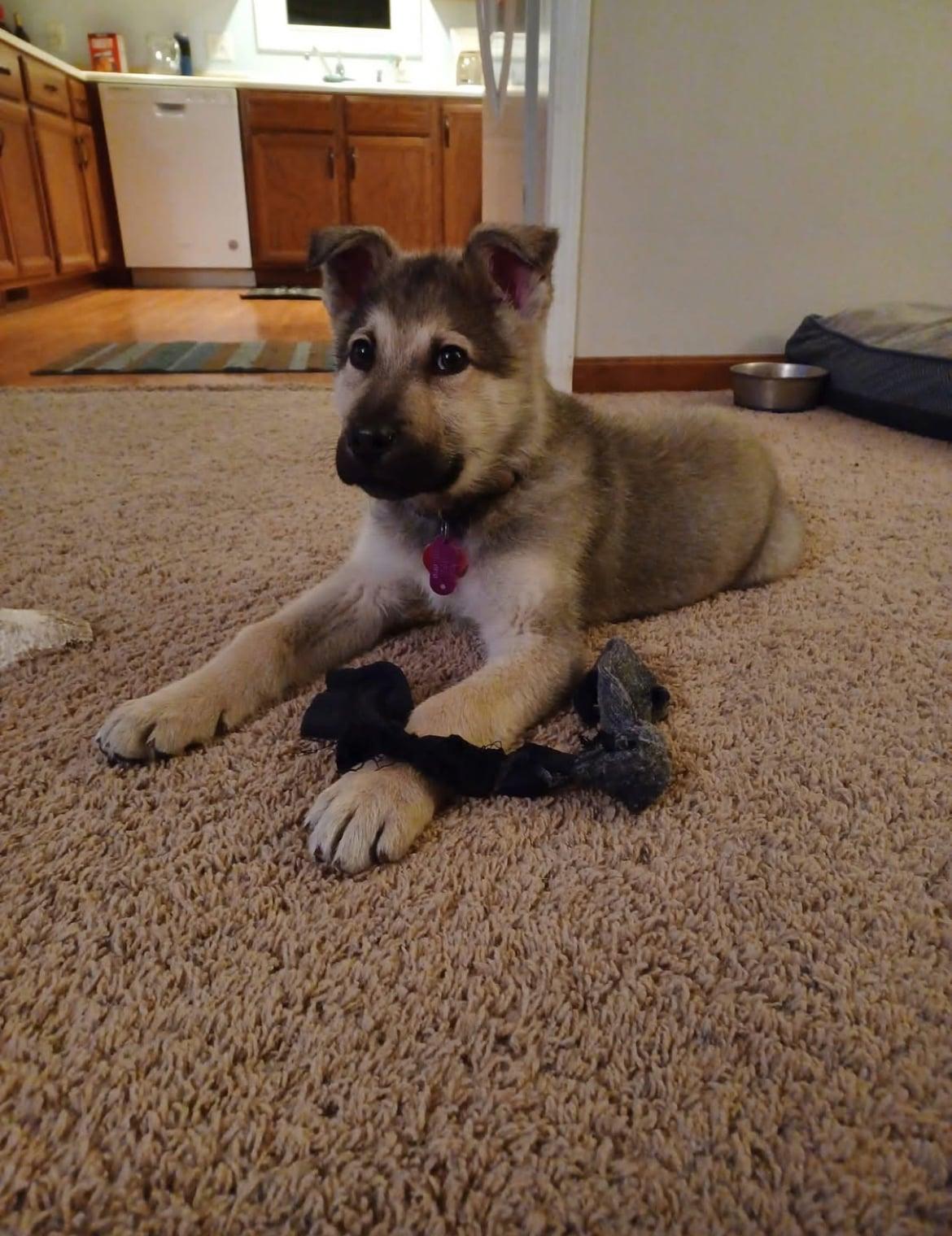 Enlarge Yukon!!, an adopted mixed breed in Celina, OH image 4/5