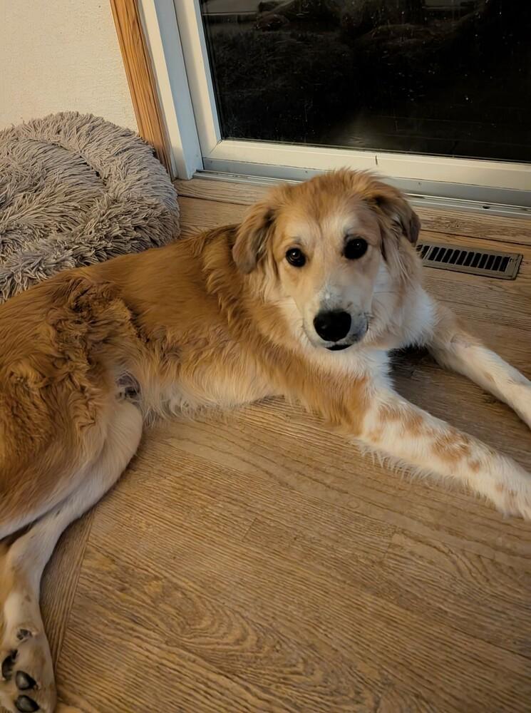 A.P., Adoptable, Young Male Great Pyrenees & Golden Retriever.