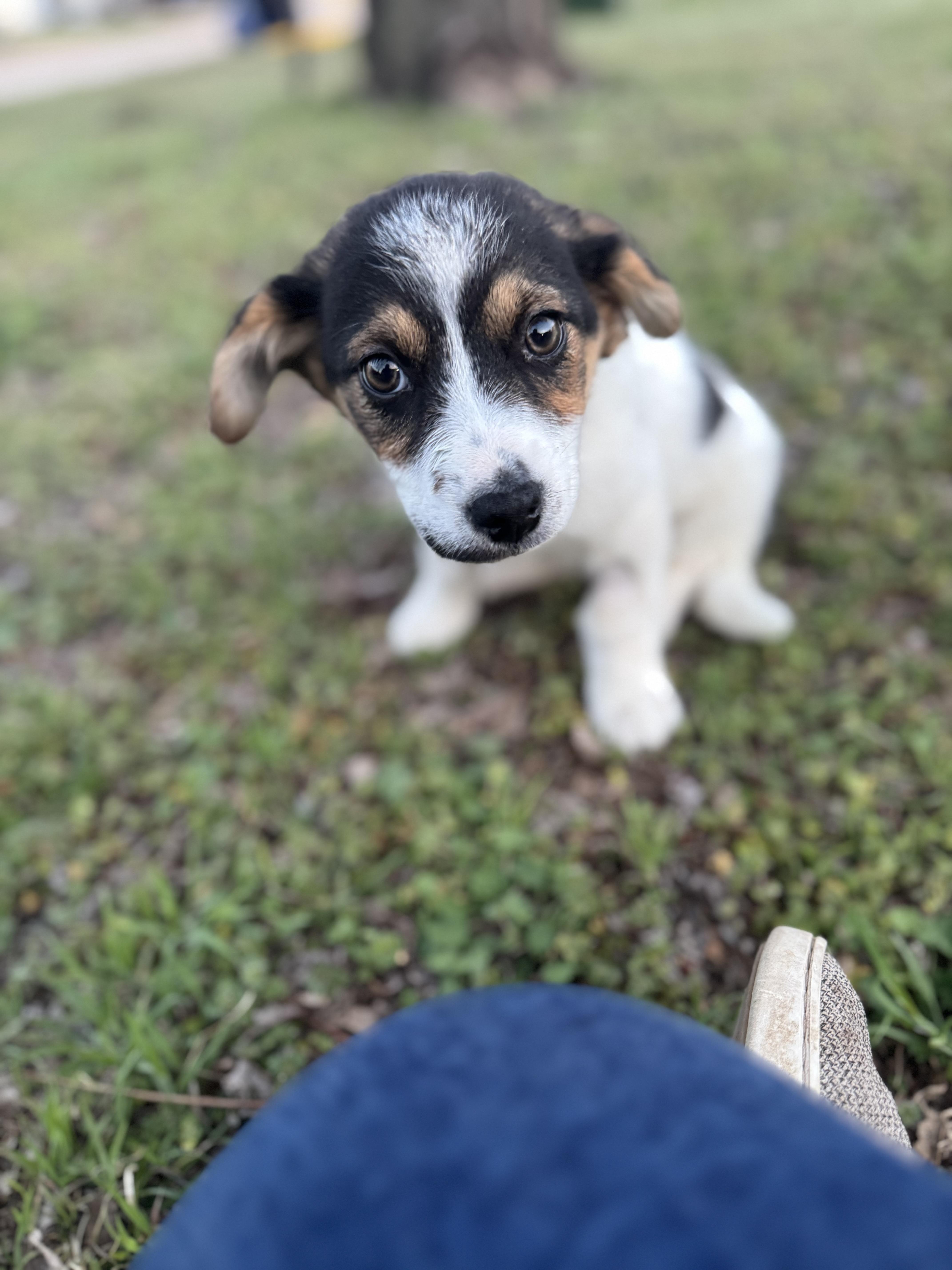 Enlarge Ellie , a ADOPTABLE mixed breed in Cushing, OK image 5/5