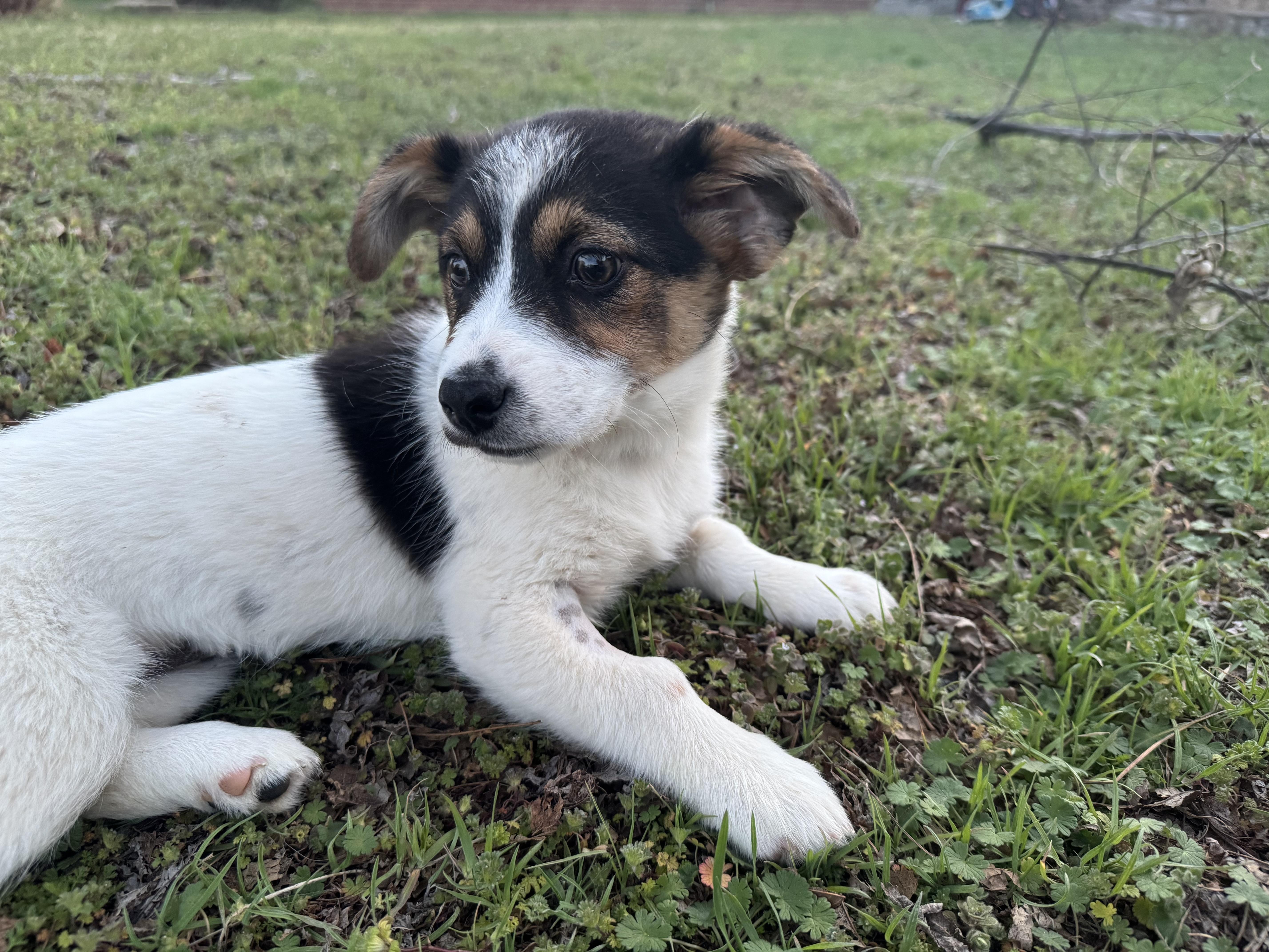 Enlarge Ellie , a ADOPTABLE mixed breed in Cushing, OK image 3/5