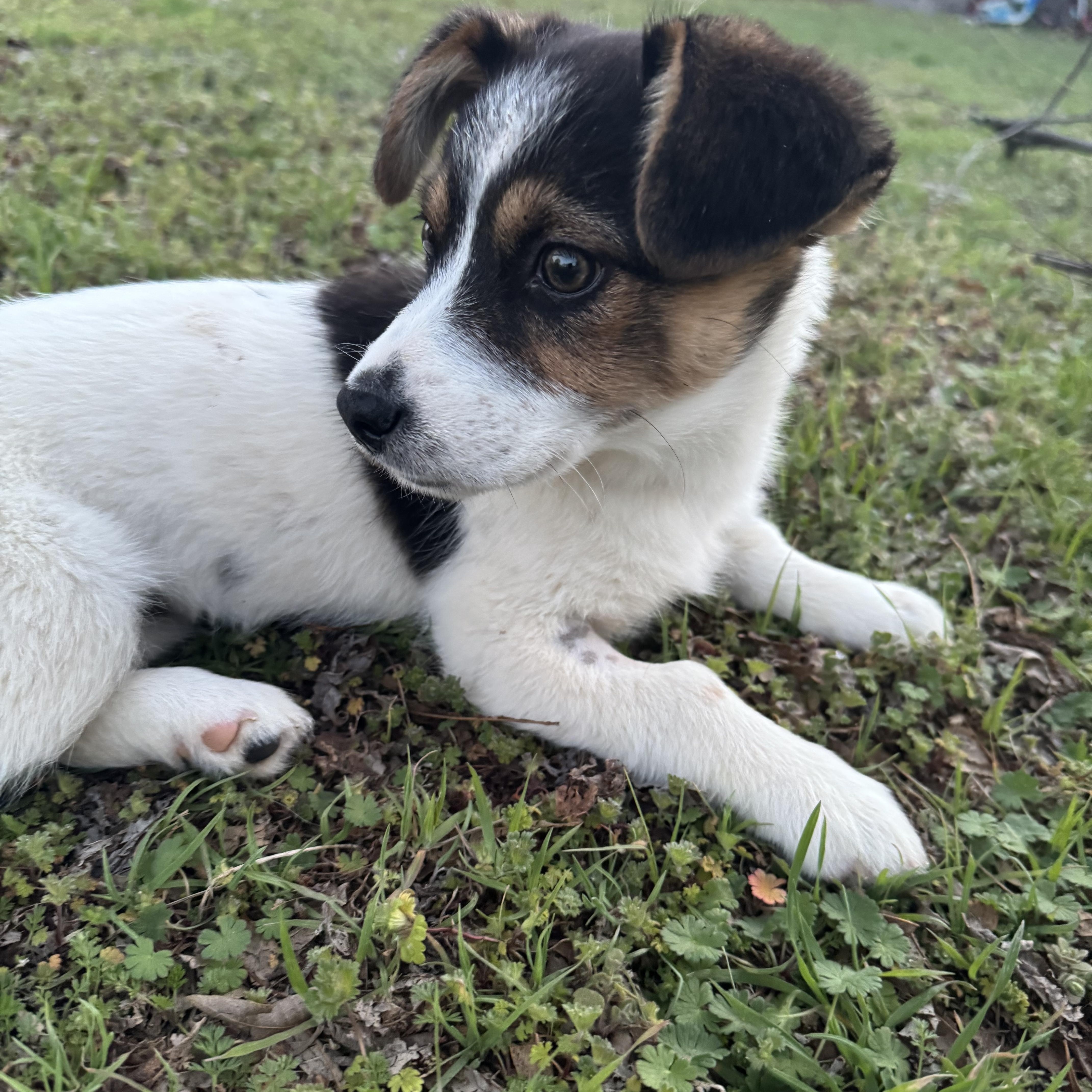 Ellie , ADOPTABLE, Puppy Female Australian Shepherd & Corgi.