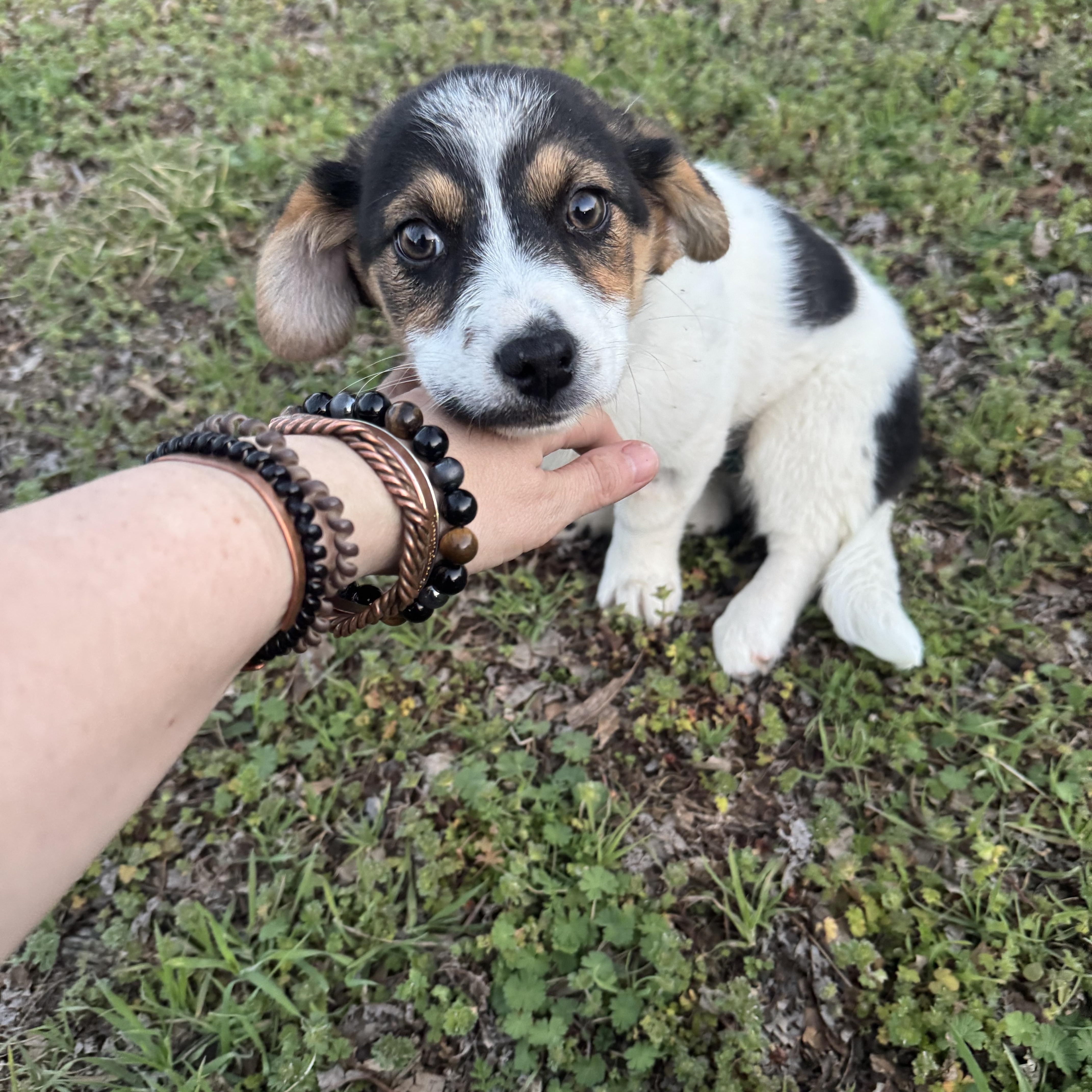 Enlarge Ellie , a ADOPTABLE mixed breed in Cushing, OK image 2/5