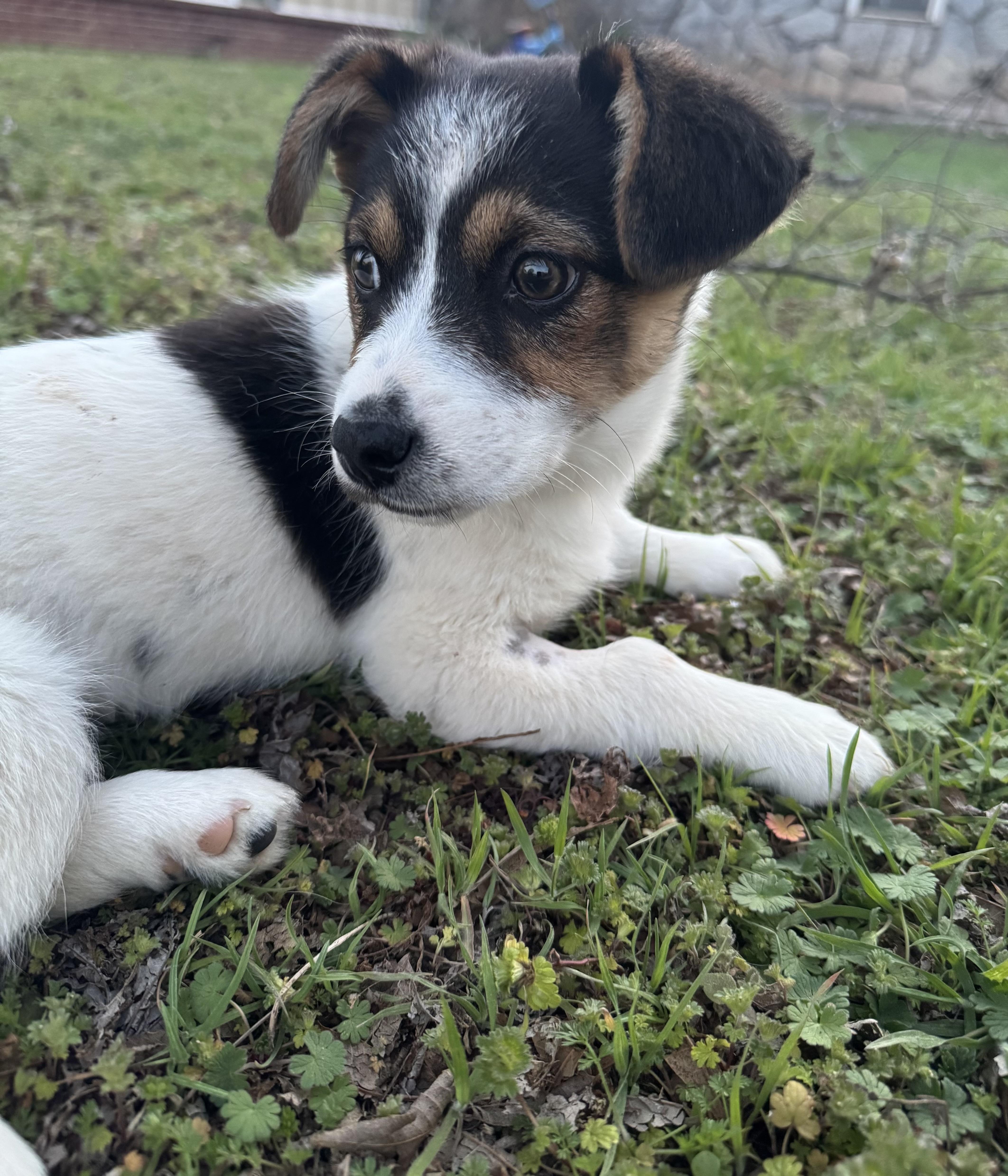 Enlarge Ellie , a ADOPTABLE mixed breed in Cushing, OK image 4/5