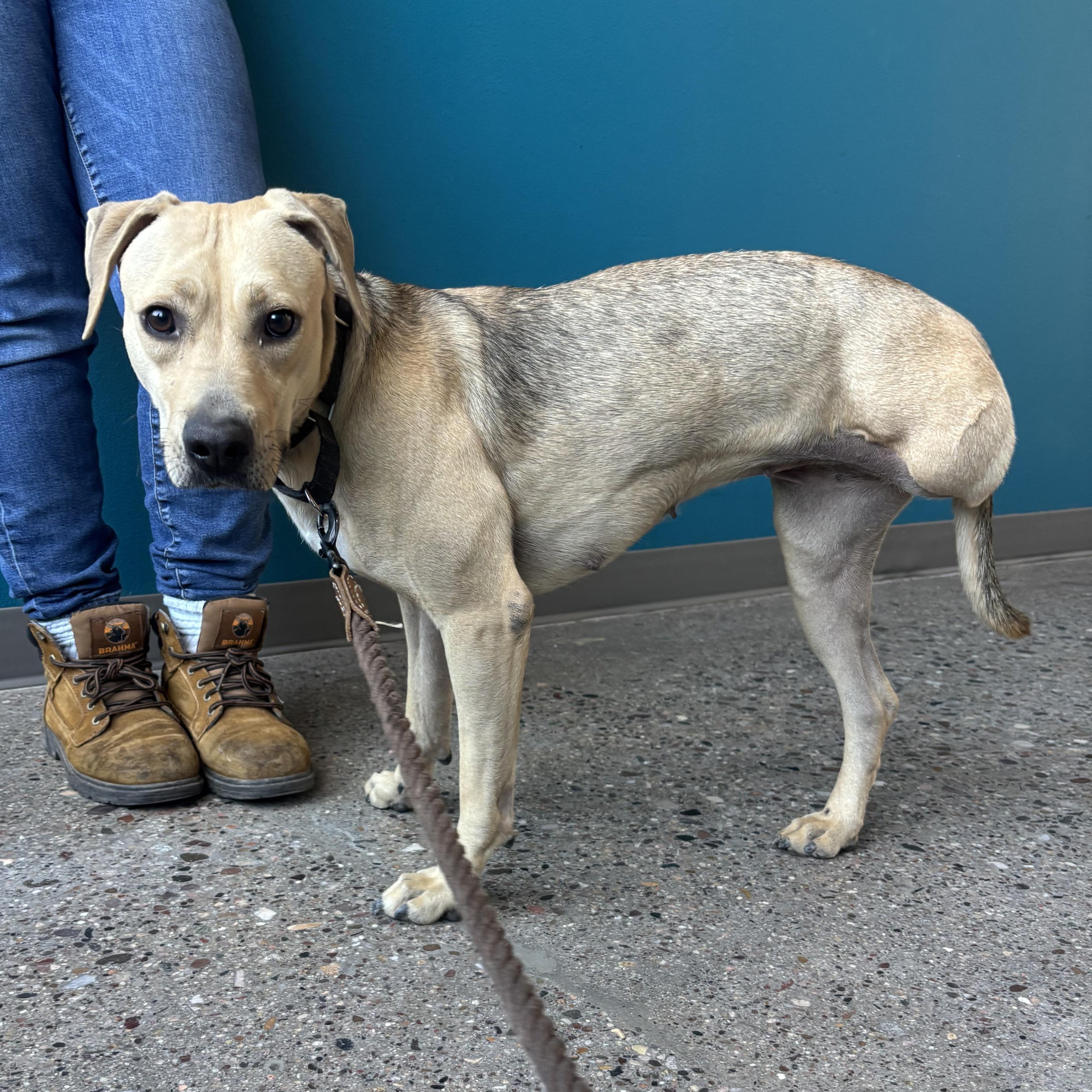 Willa, adopted, Adult Female Labrador Retriever.