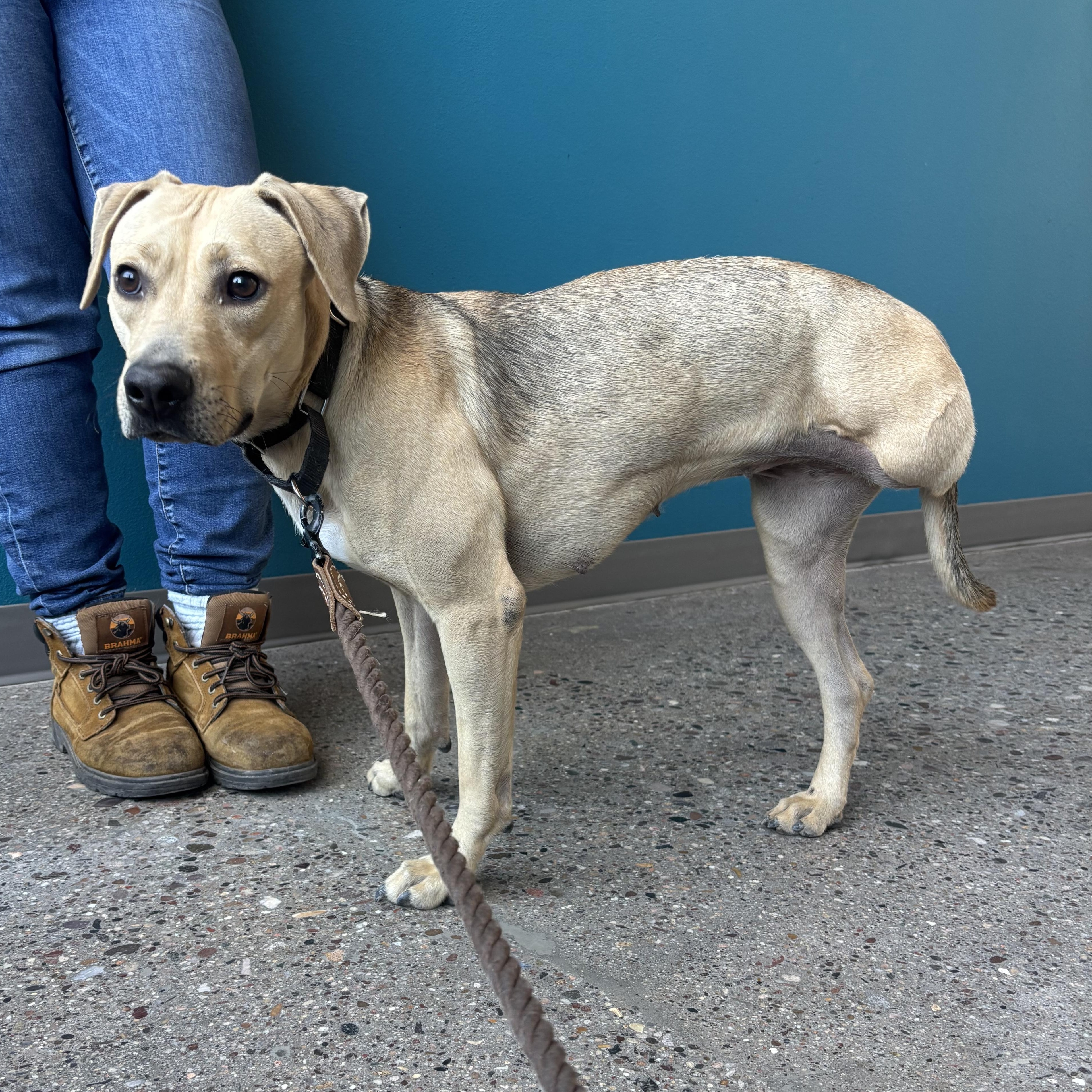 Enlarge Willa, an adopted mixed breed in Phoenix, AZ image 2/2