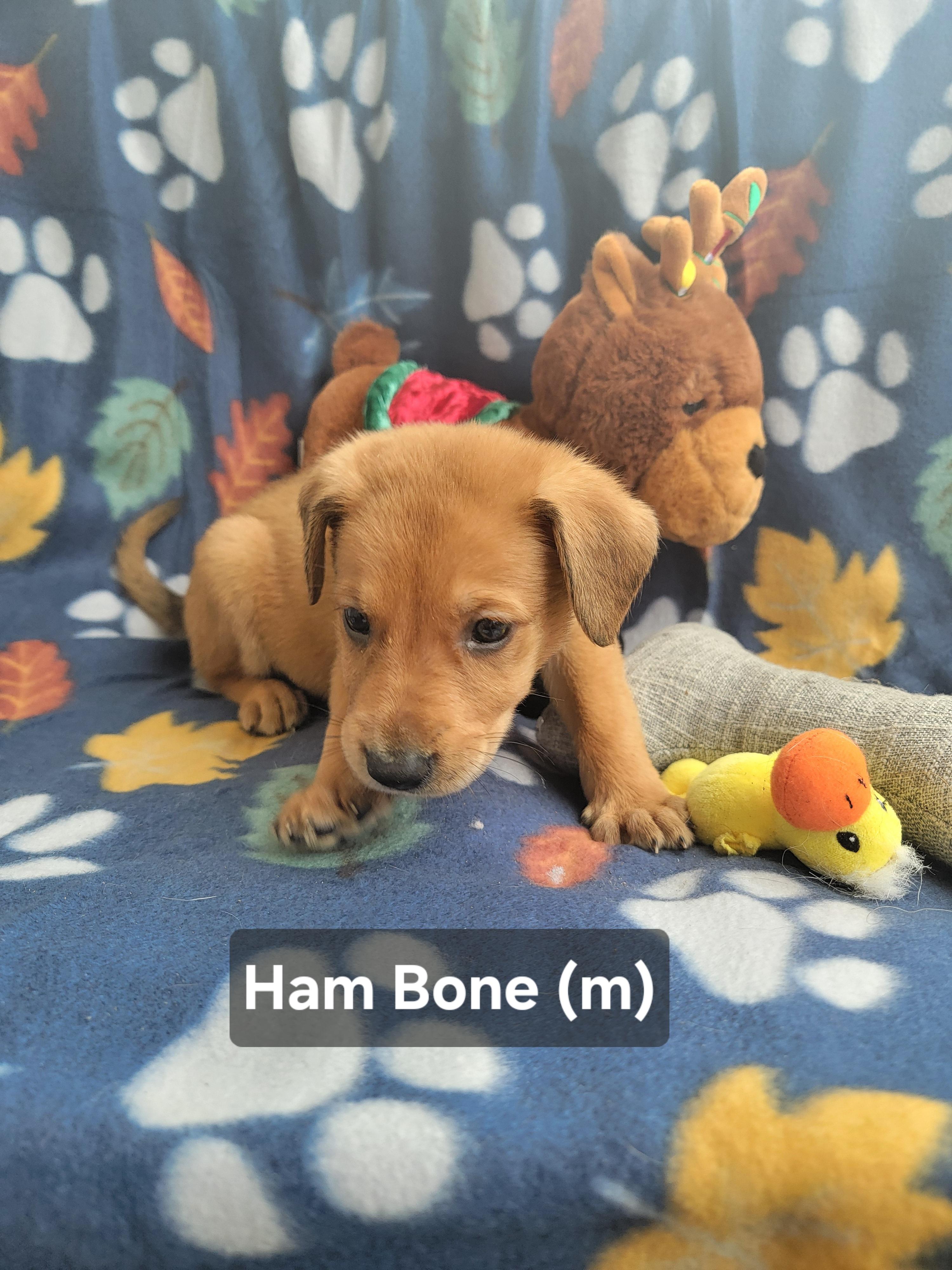 Ham Bone, ADOPTABLE, Puppy Male German Shepherd Dog & Redbone Coonhound.