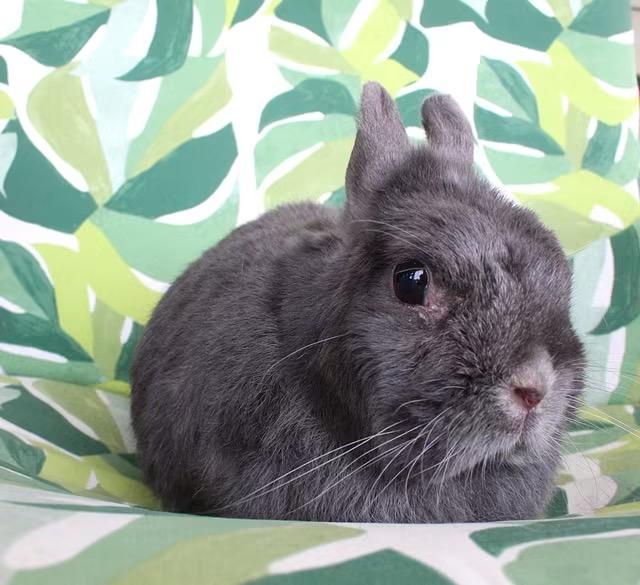 Bonnie, a ADOPTABLE Netherland Dwarf in Hillside, NJ image 3/3