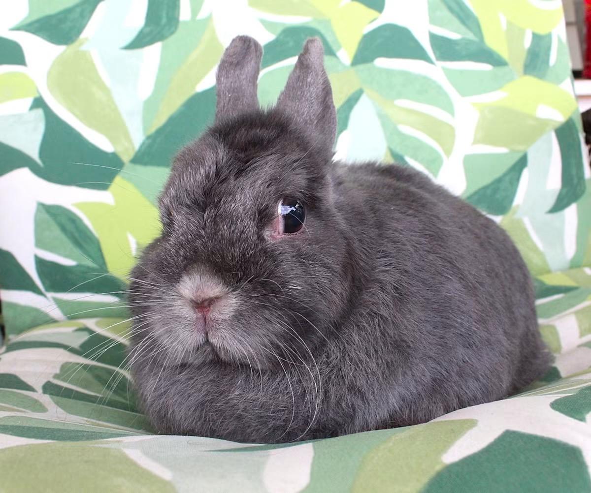 Bonnie, a ADOPTABLE Netherland Dwarf in Hillside, NJ image 2/3