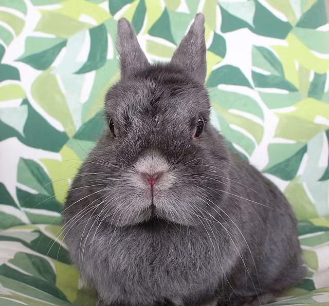 Bonnie, a ADOPTABLE Netherland Dwarf in Hillside, NJ image 1/3