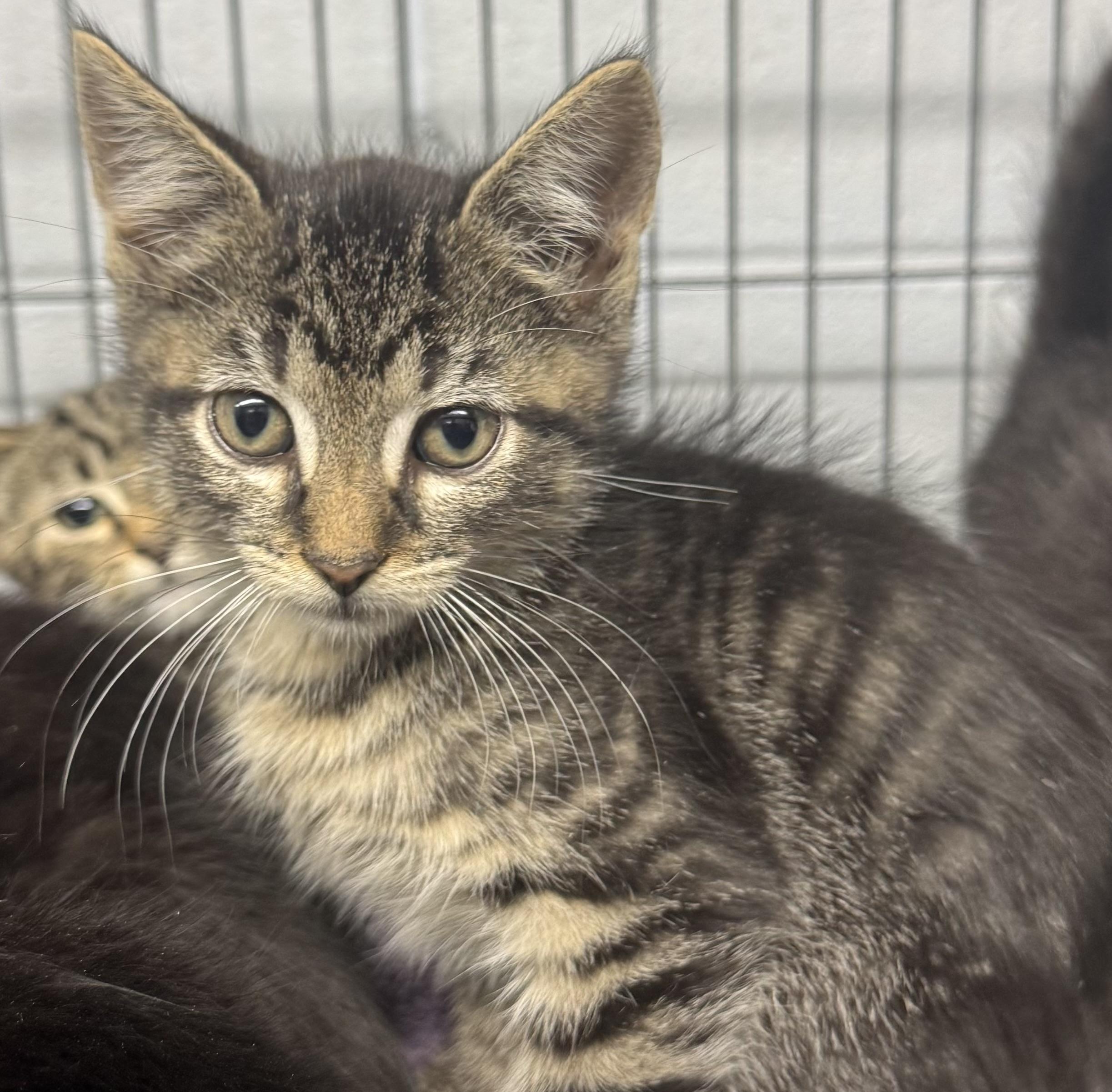 Kittens, Baby Female Domestic Short Hair