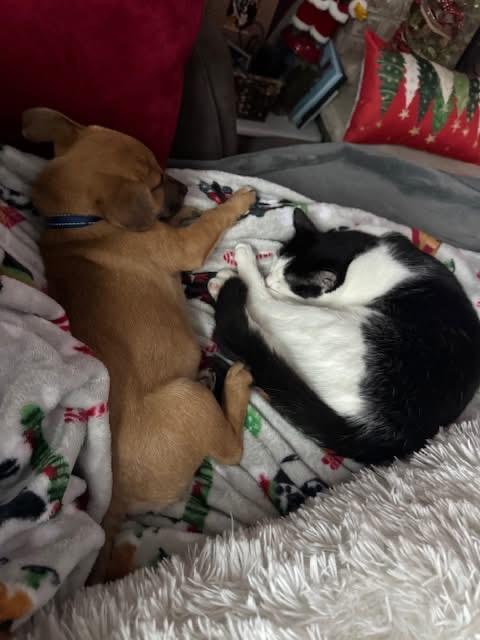 Izzy & Carol (BONDED PAIR), a Adoptable mixed breed in Orland Park, IL image 4/6
