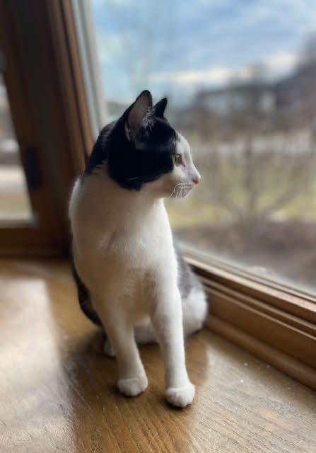 Izzy & Carol (BONDED PAIR), a Adoptable mixed breed in Orland Park, IL image 3/6