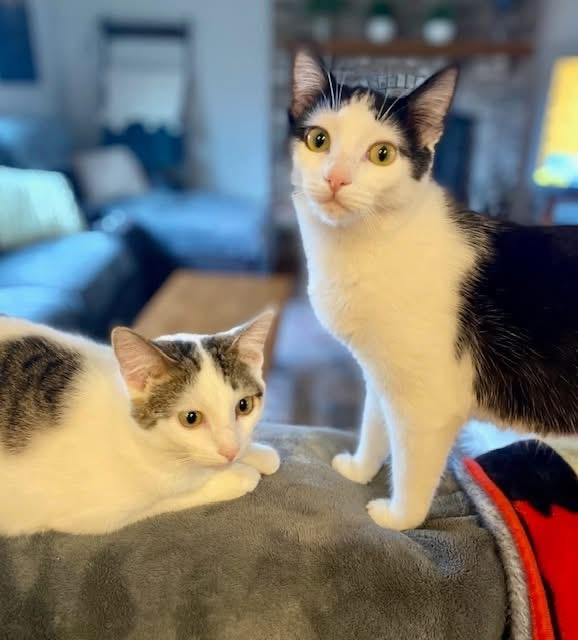 Izzy & Carol (BONDED PAIR), a Adoptable mixed breed in Orland Park, IL image 1/6