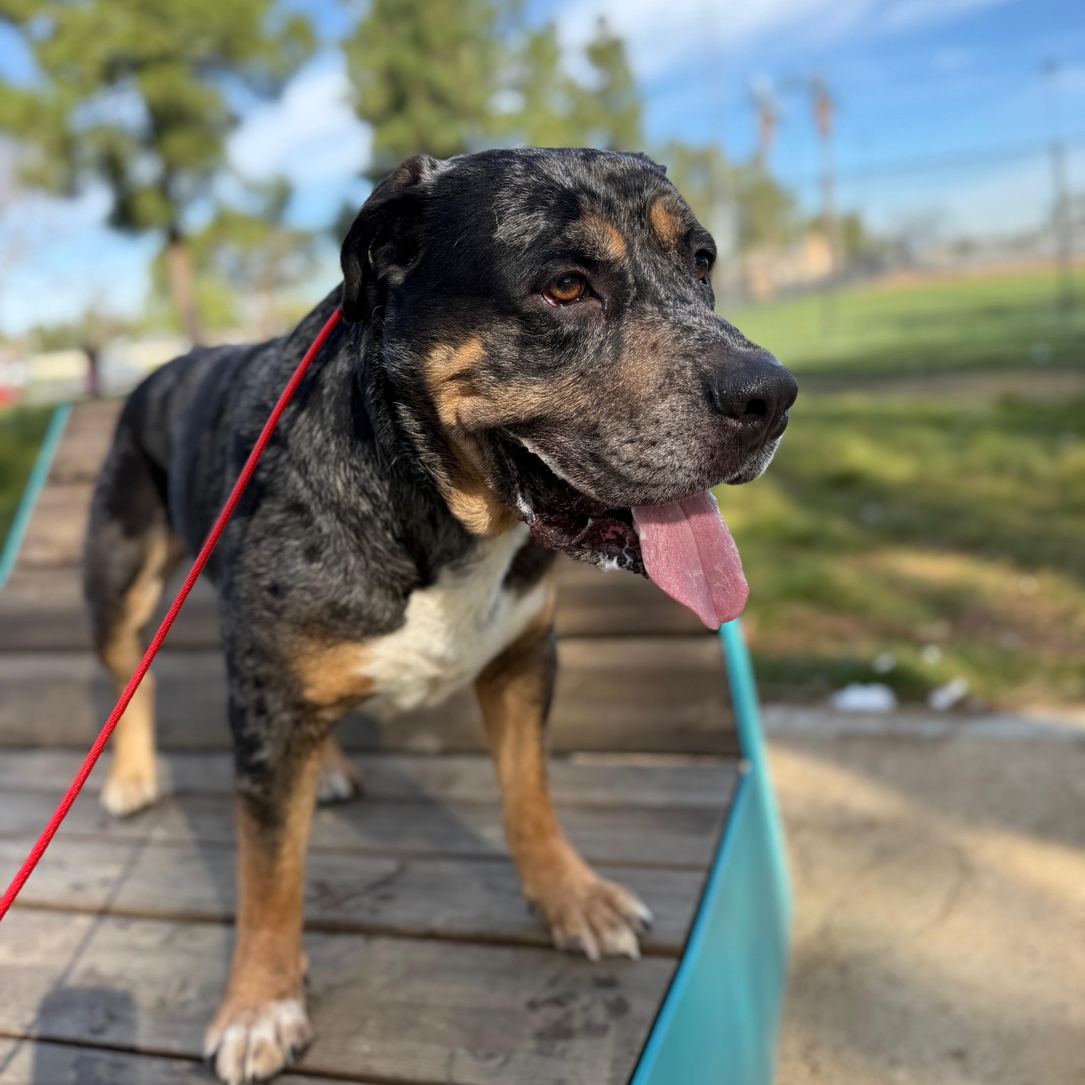 Enlarge Kobe, a ADOPTABLE mixed breed in Huntington Beach, CA image 2/3