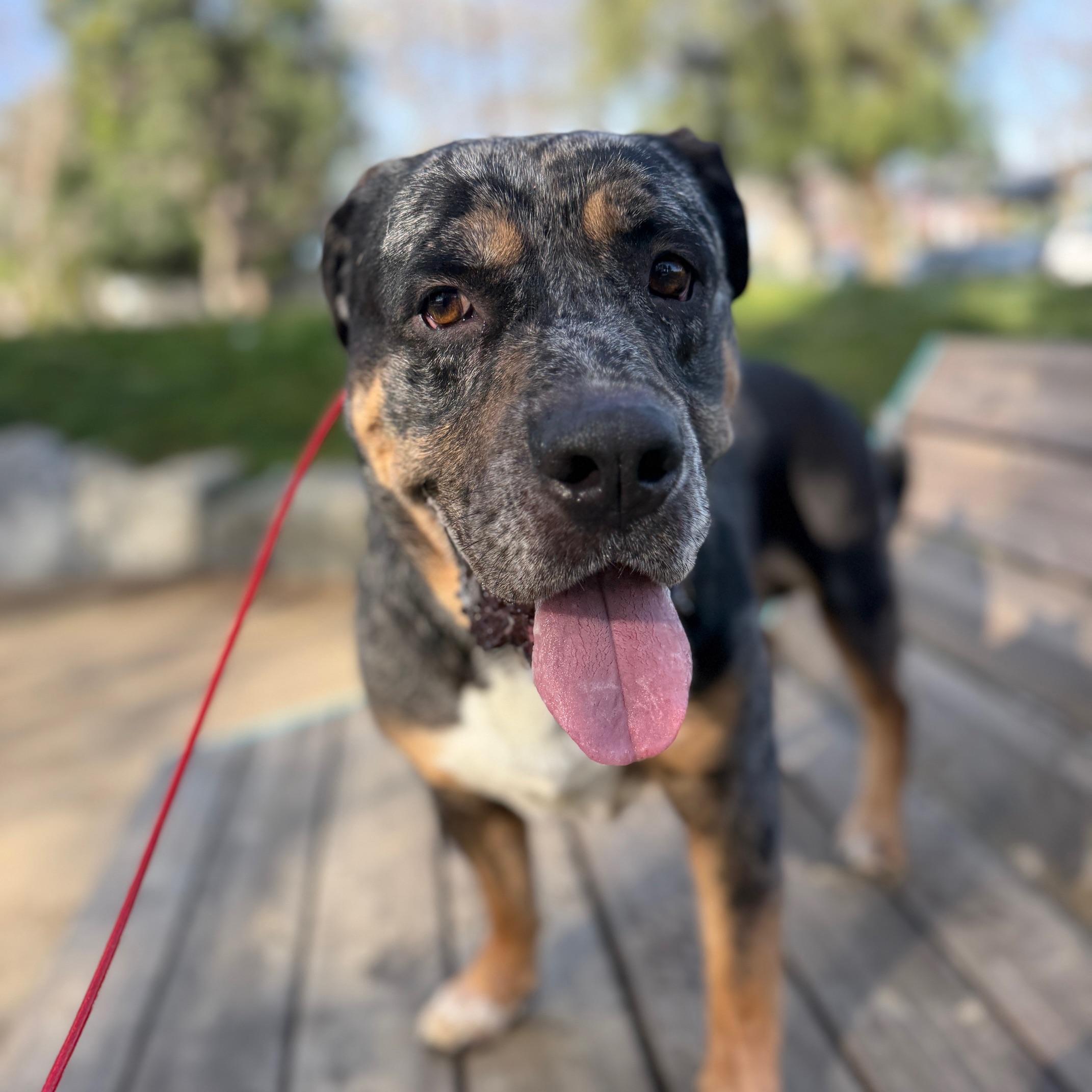 Enlarge Kobe, a ADOPTABLE mixed breed in Huntington Beach, CA image 1/3