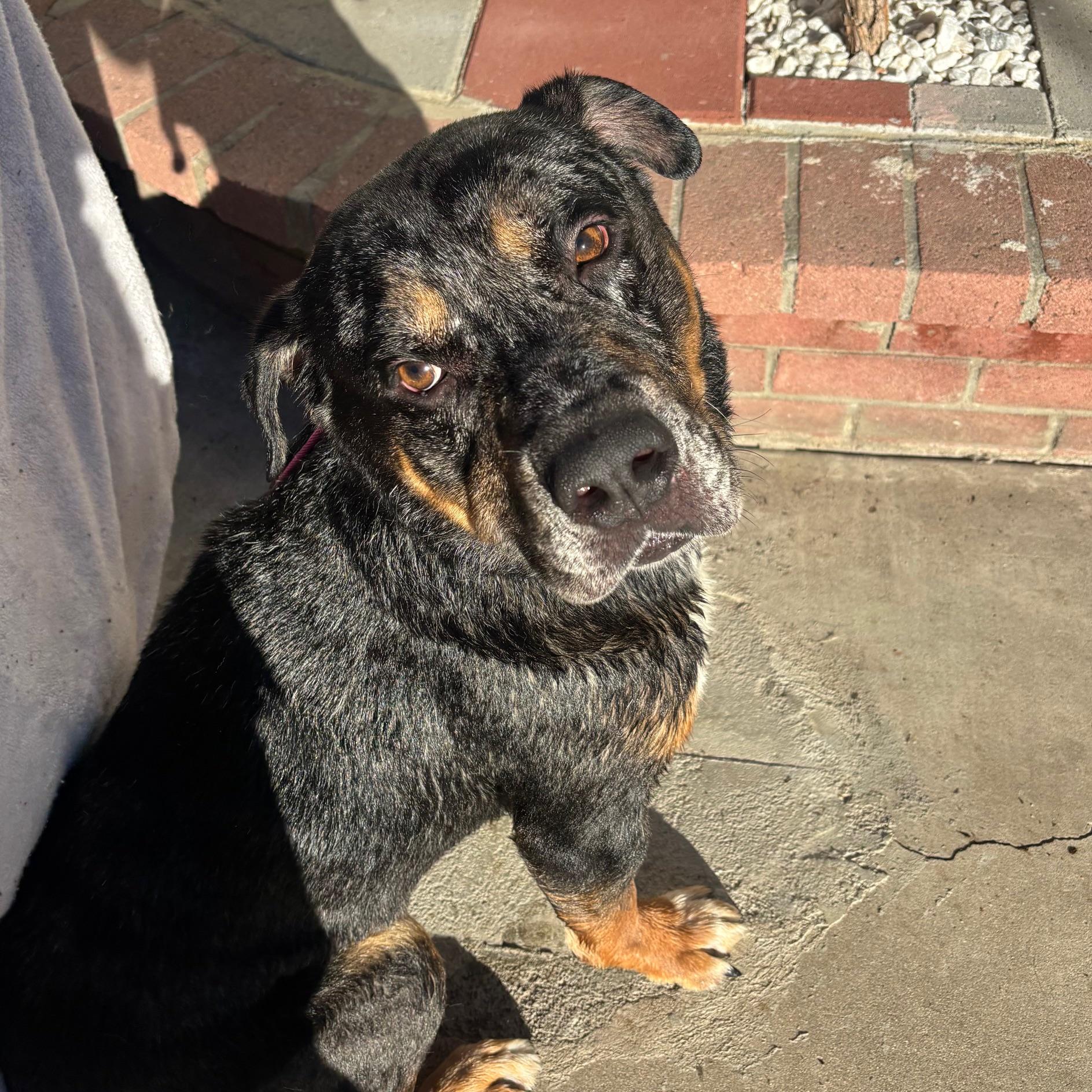 Enlarge Kobe, a ADOPTABLE mixed breed in Huntington Beach, CA image 3/3