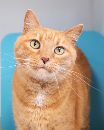 Piper Bea, a Adoptable Domestic Short Hair in Fishers, IN image 1/3