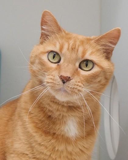 Piper Bea, a Adoptable Domestic Short Hair in Fishers, IN image 2/3