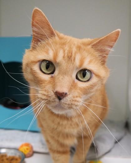 Piper Bea, a Adoptable Domestic Short Hair in Fishers, IN image 3/3