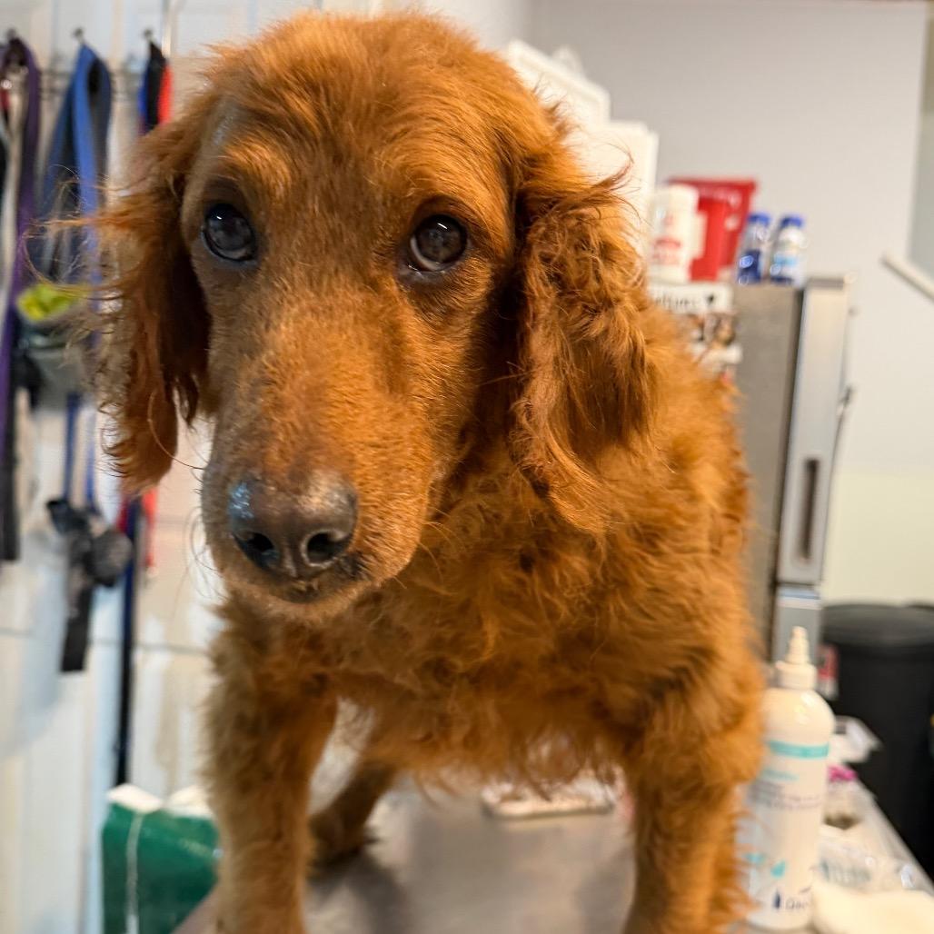 Ruby, Adoptable, Adult Female Golden Retriever & Standard Poodle.