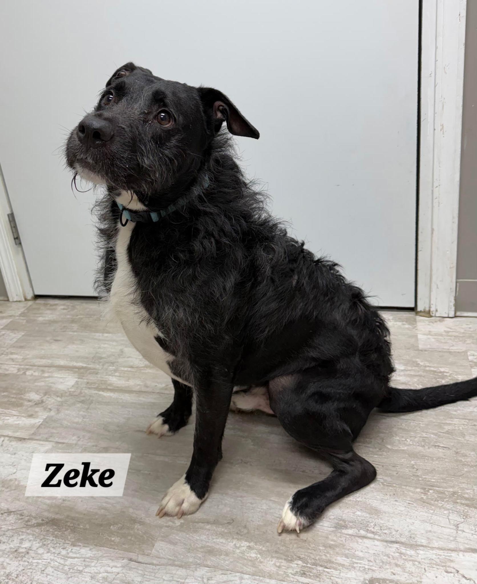 Zeke, Adoptable, Adult Male Pit Bull Terrier.