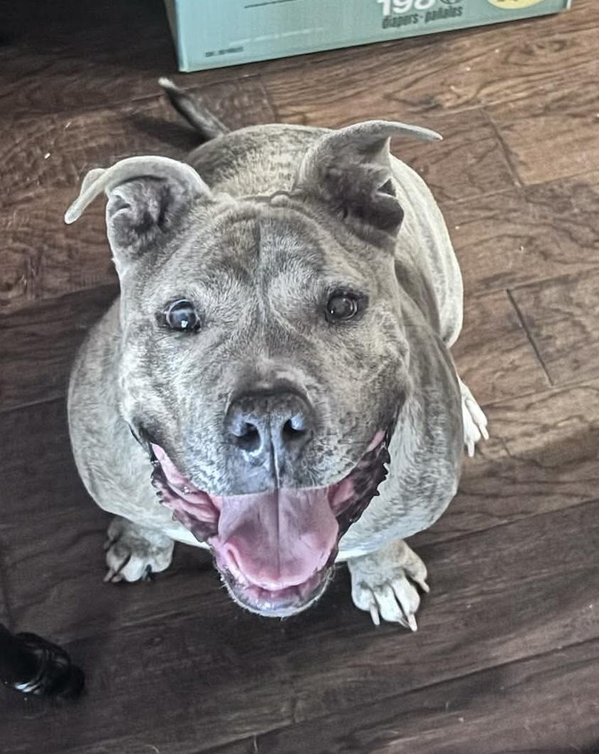 Kratos, Adoptable, Adult Male Pit Bull Terrier & Mixed Breed.