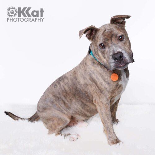 Enlarge Kratos, a Adoptable mixed breed in Edmond, OK image 2/5