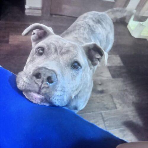 Enlarge Kratos, a Adoptable mixed breed in Edmond, OK image 4/5