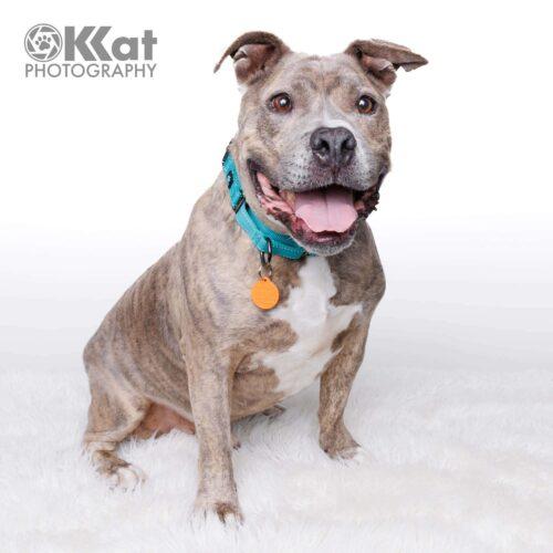 Kratos, Adoptable, Adult Male Pit Bull Terrier & Mixed Breed.