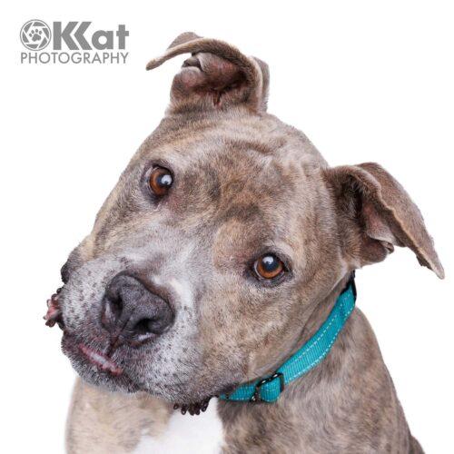 Enlarge Kratos, a Adoptable mixed breed in Edmond, OK image 3/5