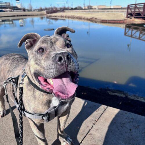 Enlarge Kratos, a Adoptable mixed breed in Edmond, OK image 5/5