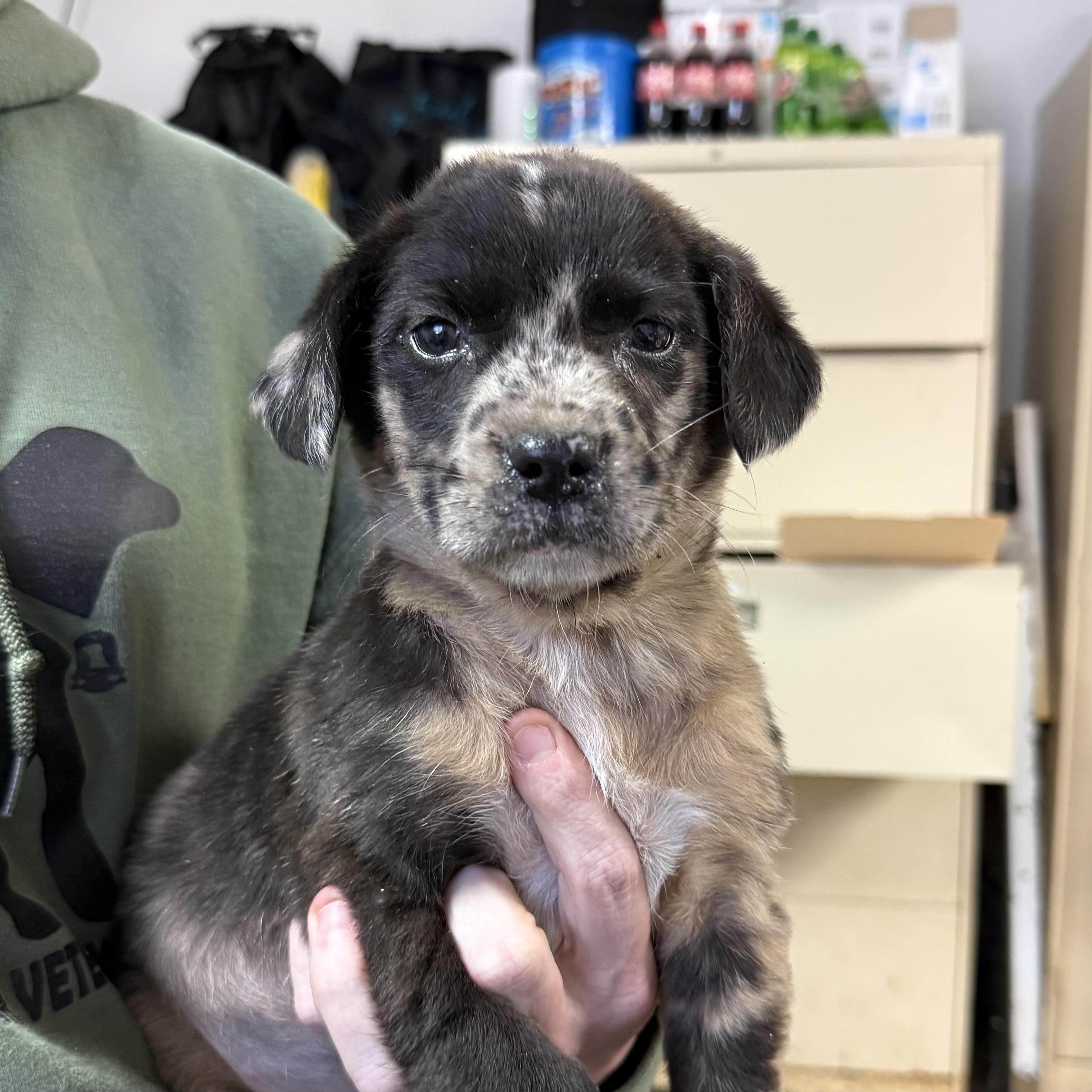 Boo, an adopted mixed breed in Milford, CT image 1/3