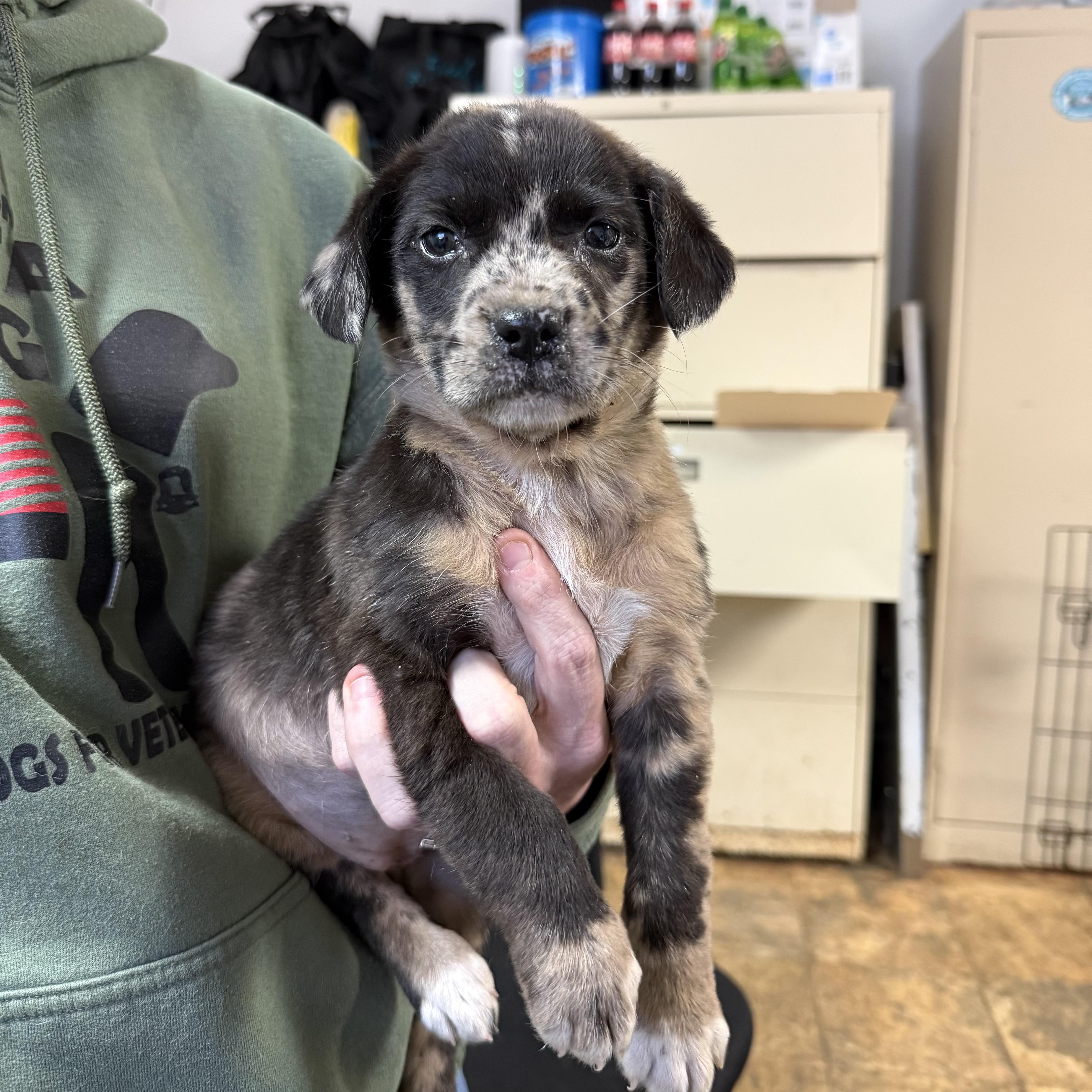 Boo, an adopted mixed breed in Milford, CT image 2/3