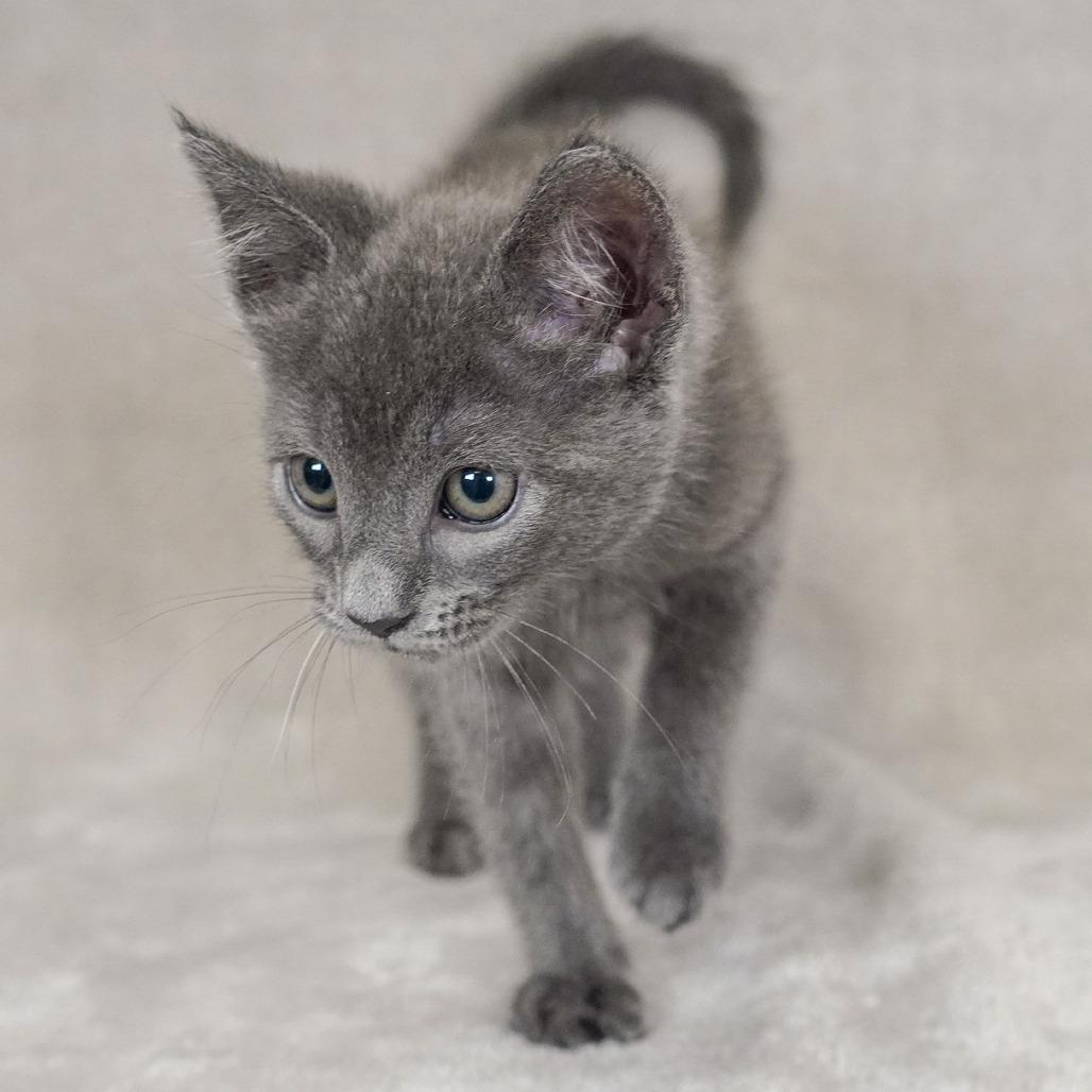 Enlarge April, a Adoptable mixed breed in Sunnyvale, CA image 1/1