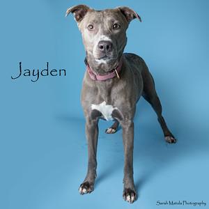 Jayden, Adoptable, Adult Female Pit Bull Terrier & Mixed Breed.