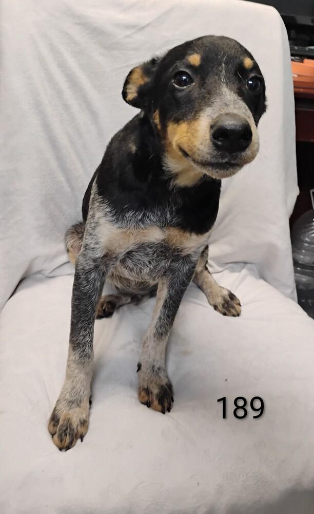 Daryl #189, Adoptable, Puppy Male Australian Cattle Dog / Blue Heeler.