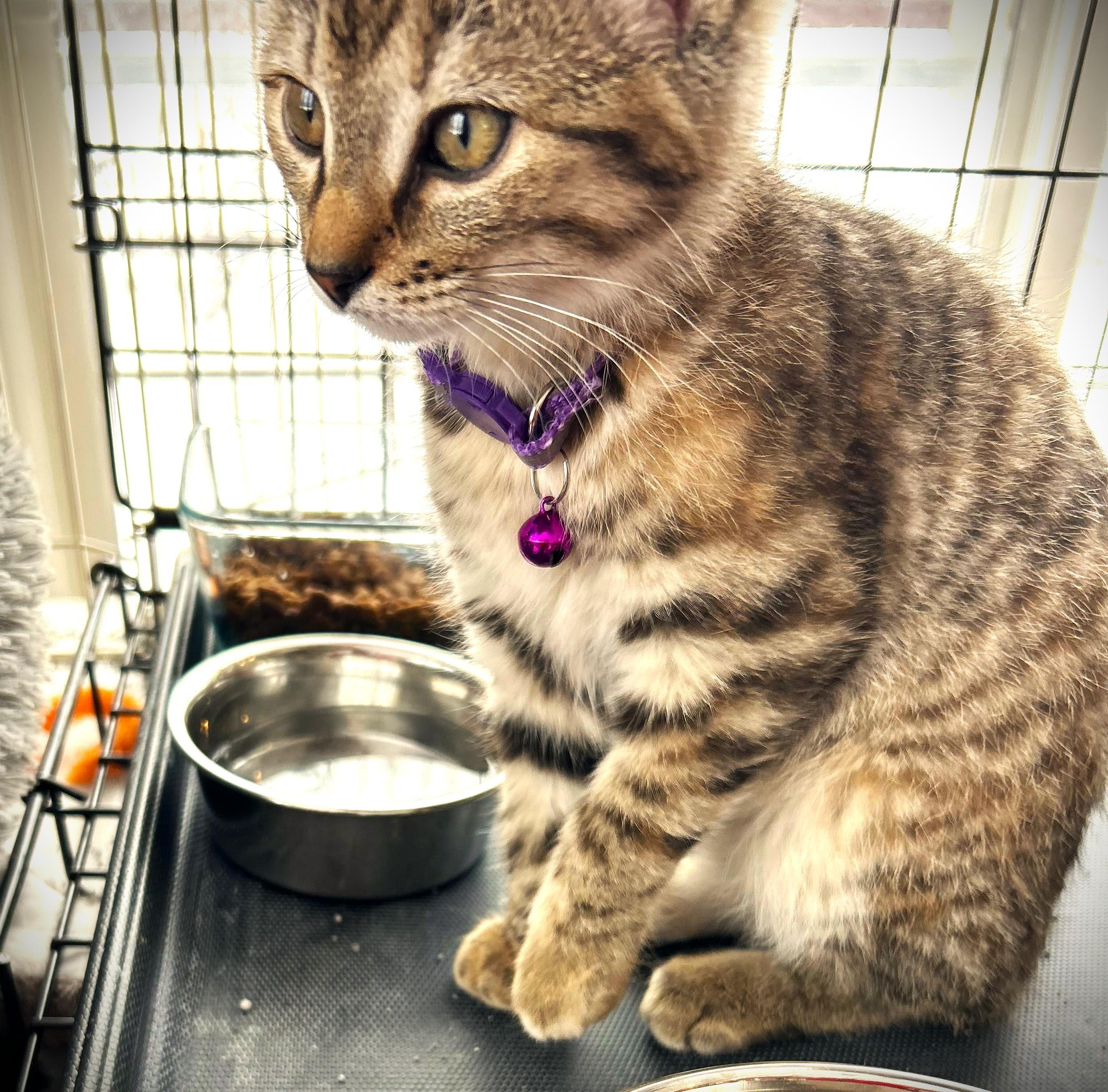Enlarge ELLA, a ADOPTABLE Domestic Short Hair in Mankato, MN image 2/3
