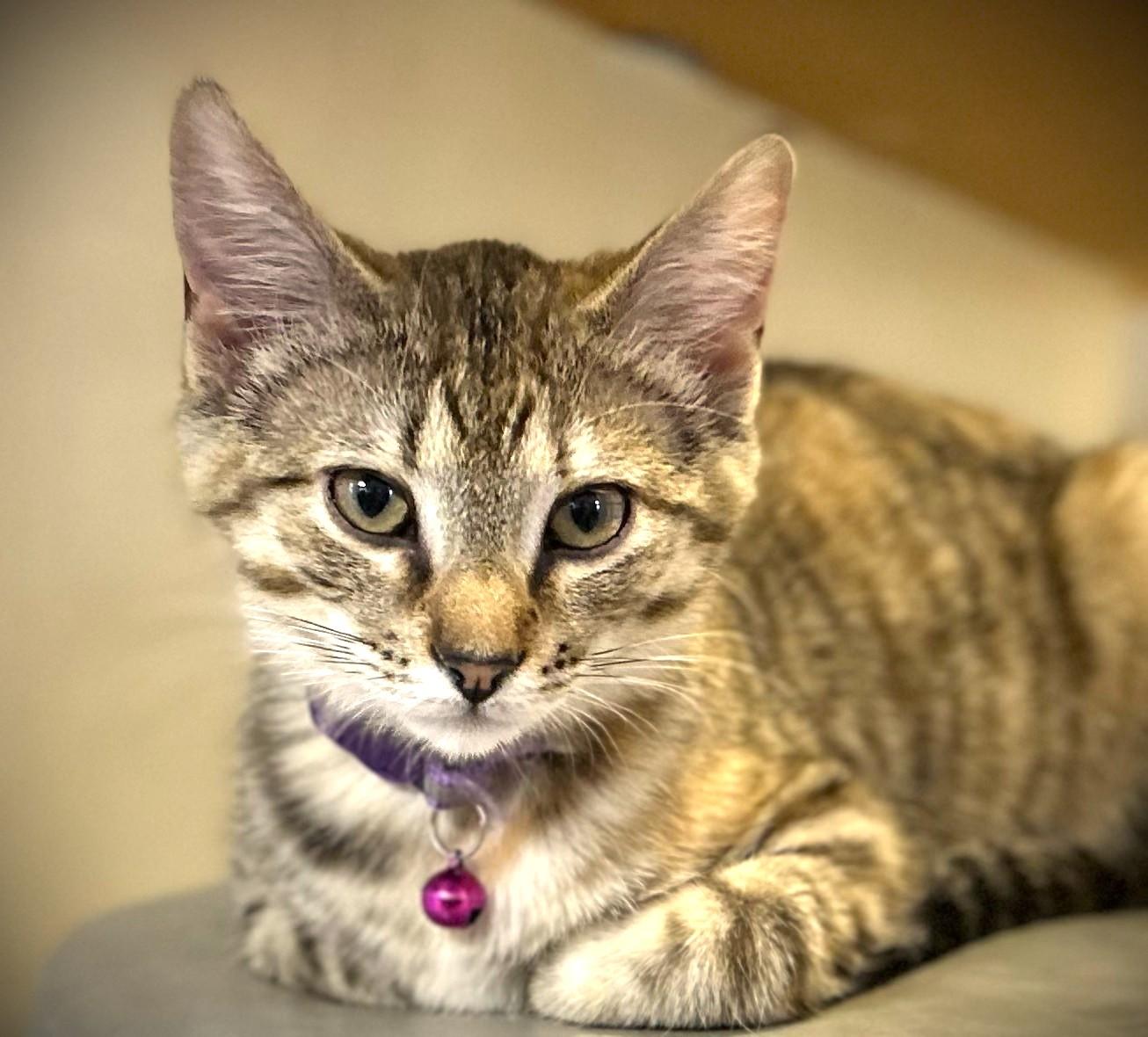 Enlarge ELLA, a ADOPTABLE Domestic Short Hair in Mankato, MN image 3/3