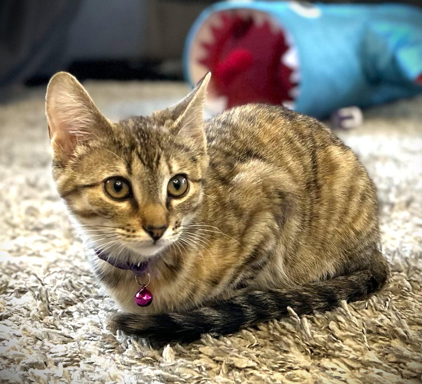 Enlarge ELLA, a ADOPTABLE Domestic Short Hair in Mankato, MN image 1/3