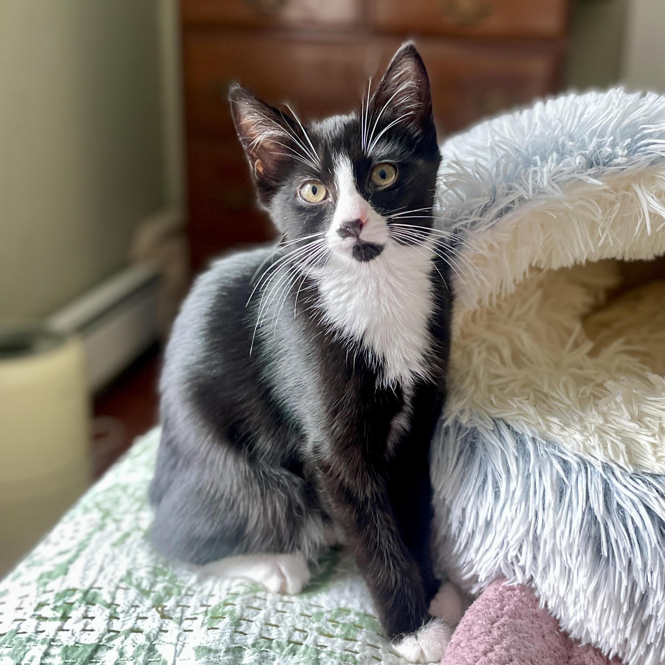 Enlarge Cece, a Adopted American Shorthair in Medford, MA image 3/6